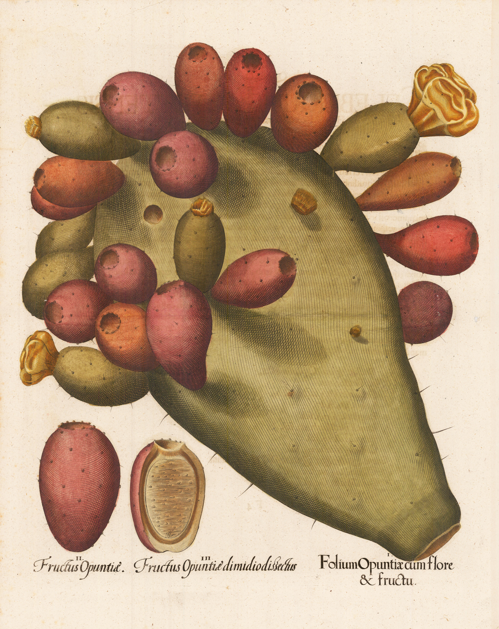 Folium Opuntiae cum flore &amp; fructu