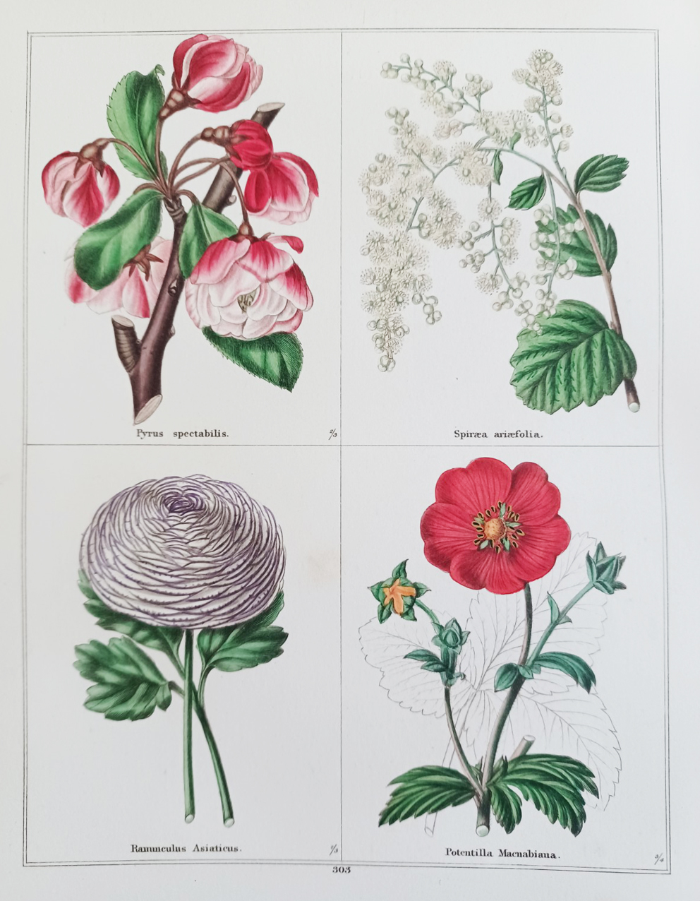 The Botanic Garden, consisting of highly finished representations of hardy ornamental flowering plants, cultivated in Great Britain.
