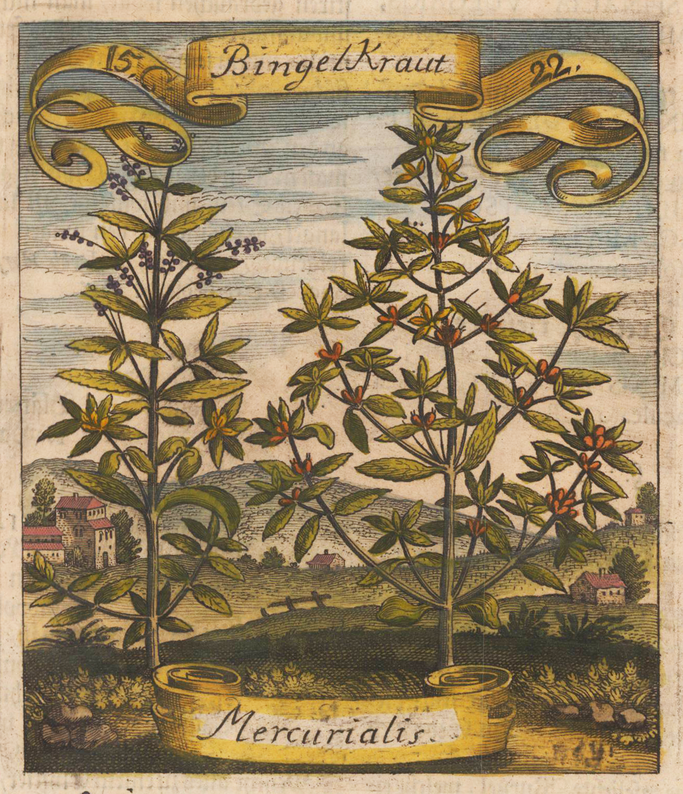 Bingelkraut - Mercurialis