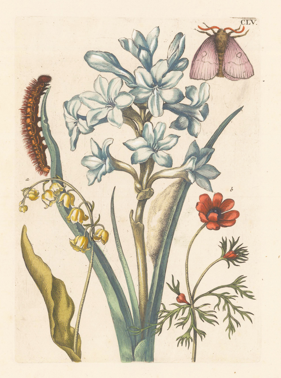De Europische Insecten, Naauwkeurig onderzogt, na' t leven geschildert, en in print gebragt door Maria Sibilla Merian...