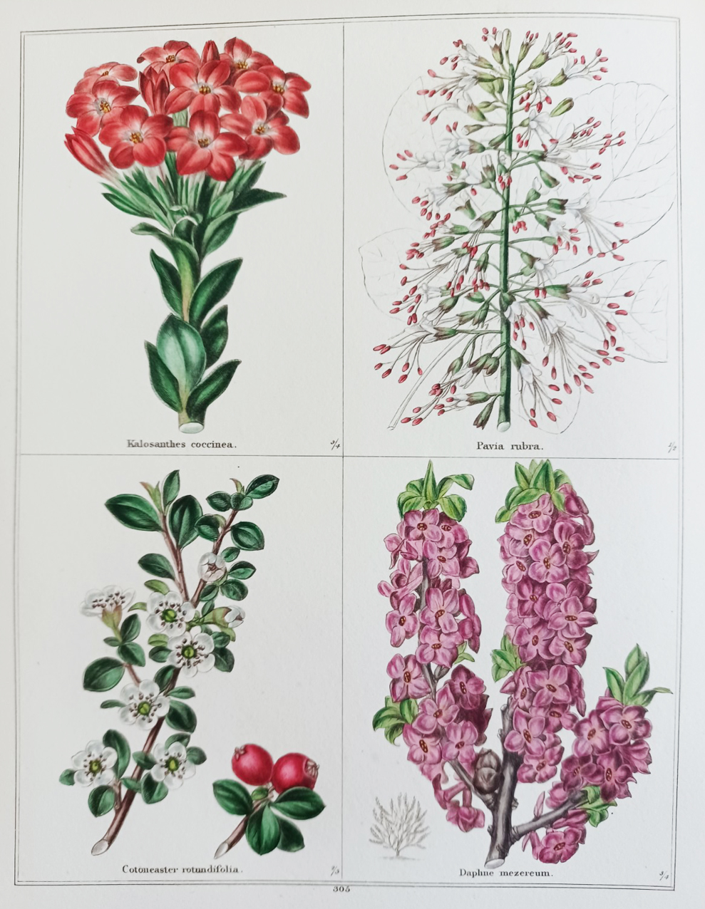 The Botanic Garden, consisting of highly finished representations of hardy ornamental flowering plants, cultivated in Great Britain.