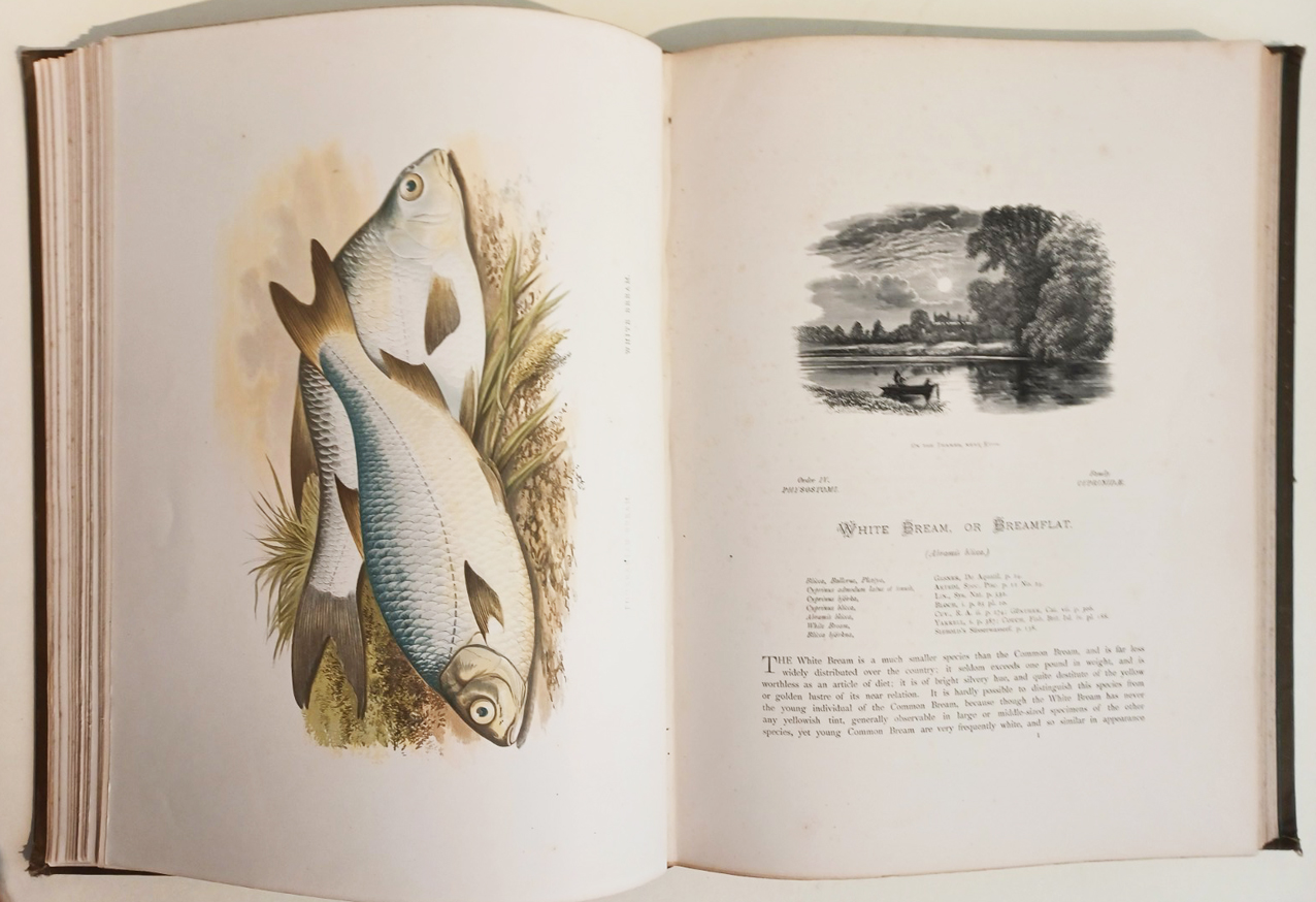 British Freshwater (Fresh Water) Fishes, Illustrated With a Coloured Figure of Each Species Drawn From Nature By A. F. Lydon and Numerous Engravings