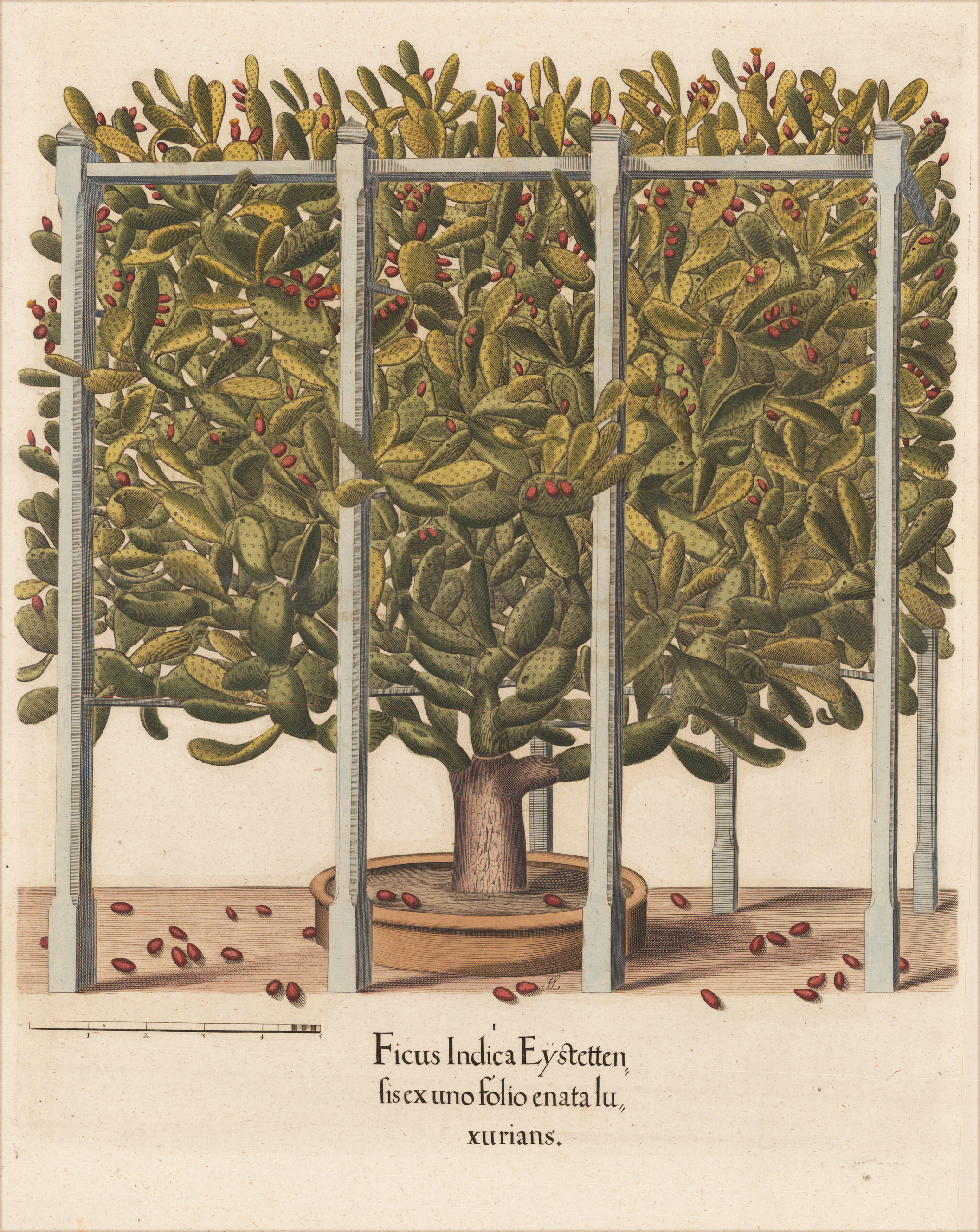 Ficus Indica Eystetten fis ex uno folio enata lu xurians