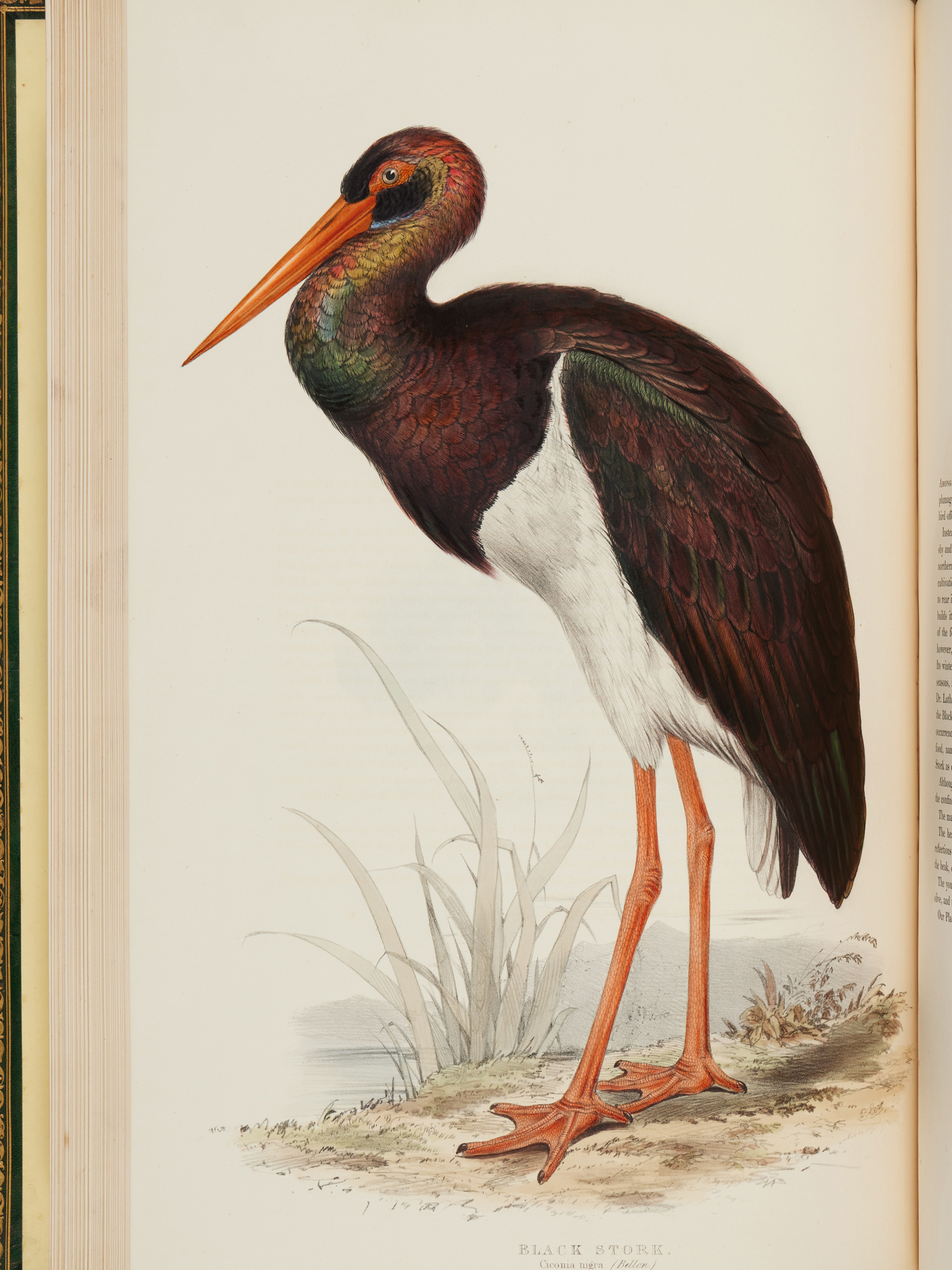 The Birds of Europe