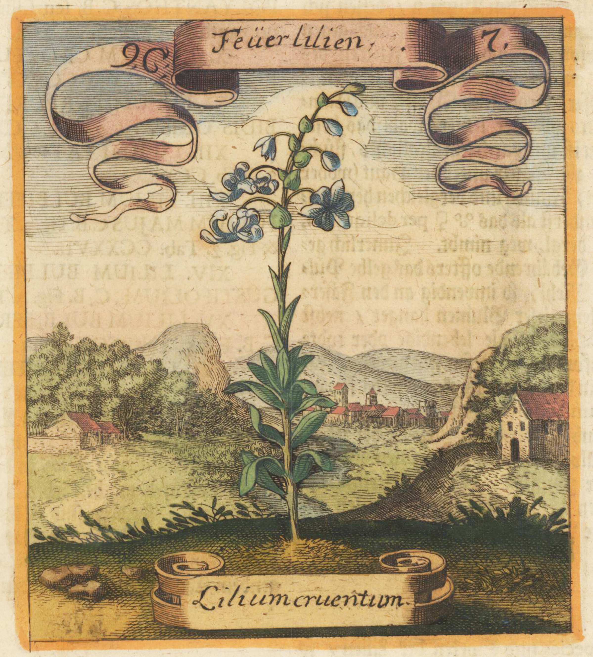 Feuerlilien - Liliumcruentum