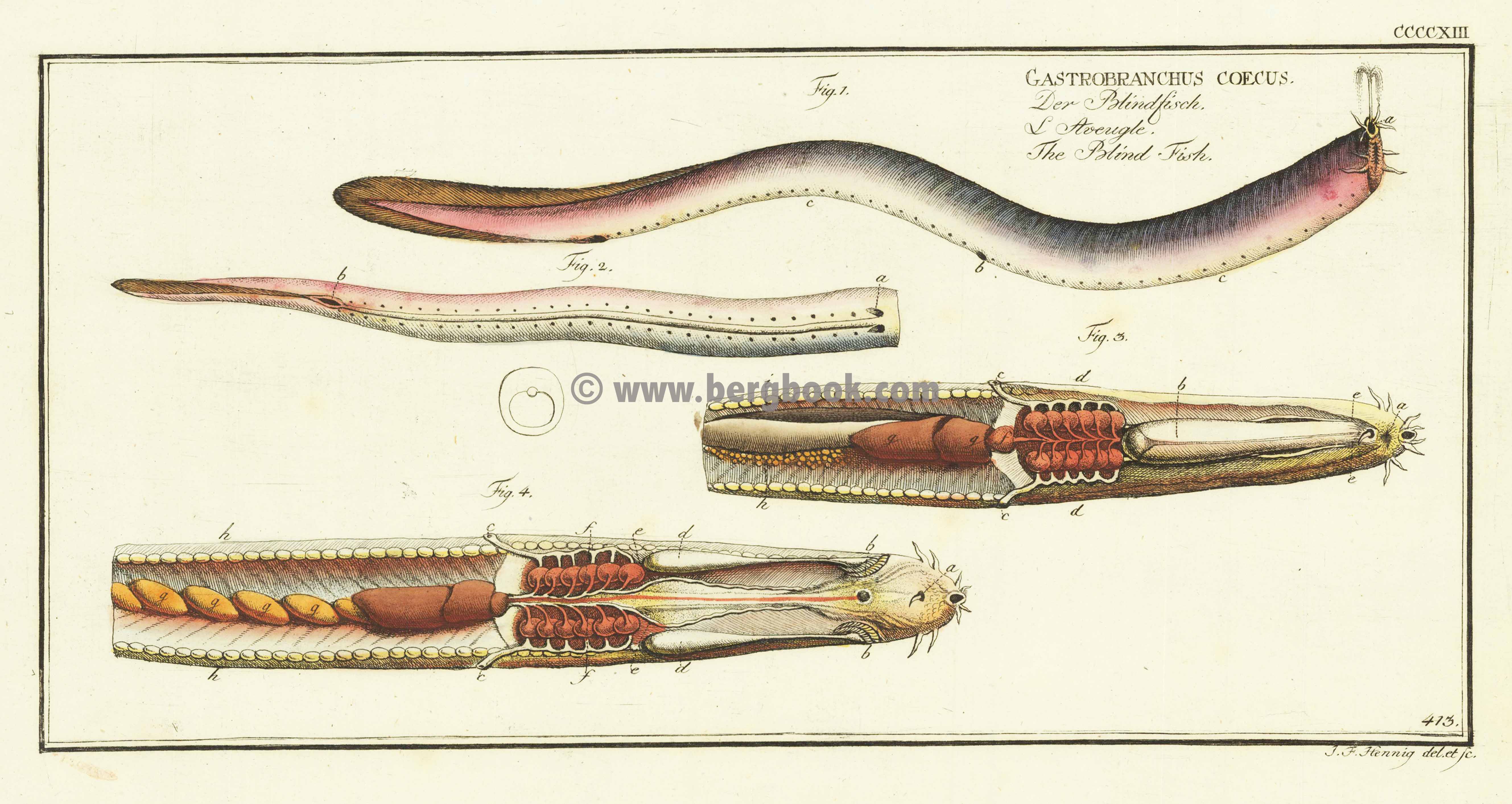 CCCCXIII Der Blindfisch