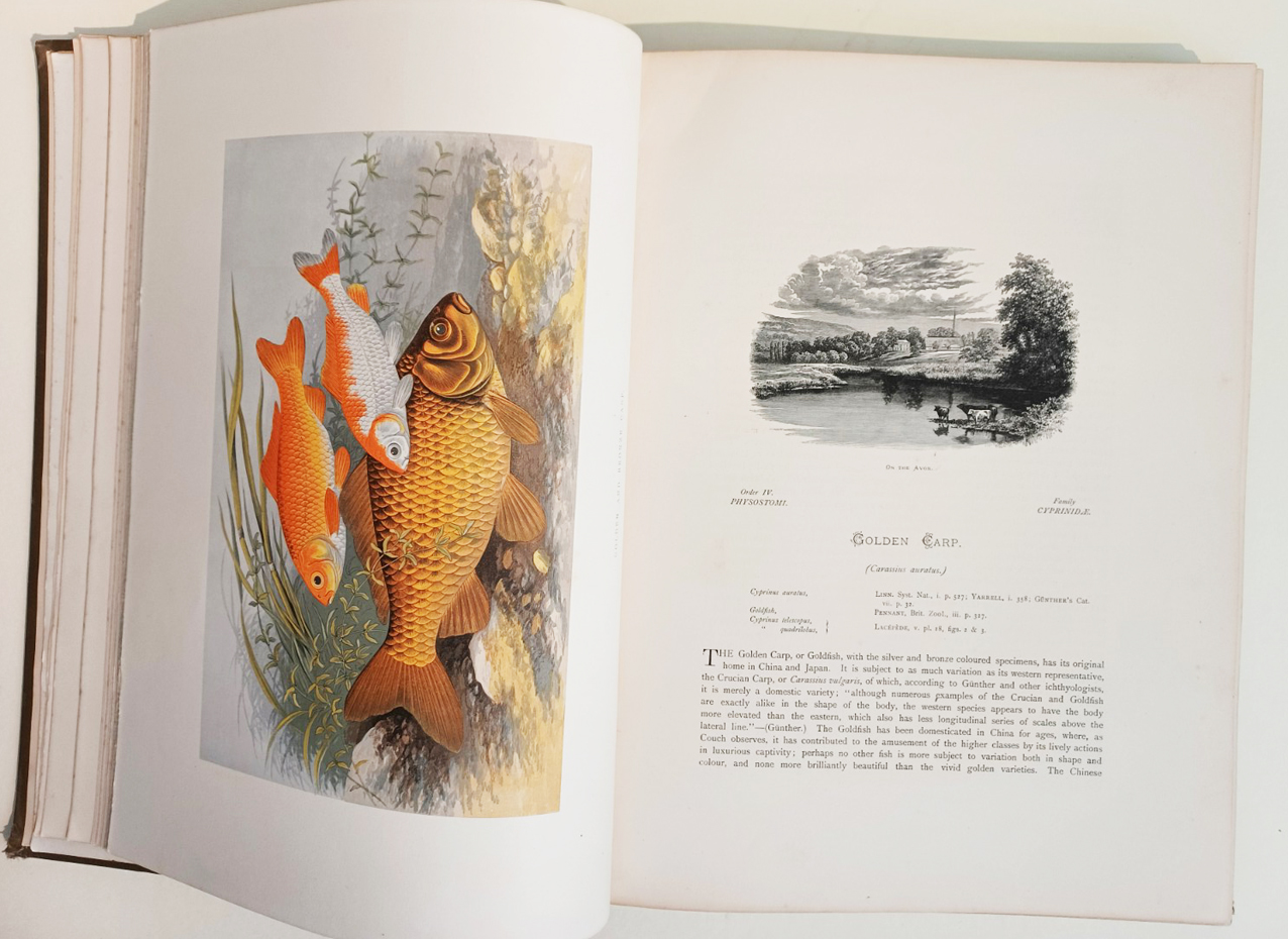 British Freshwater (Fresh Water) Fishes, Illustrated With a Coloured Figure of Each Species Drawn From Nature By A. F. Lydon and Numerous Engravings