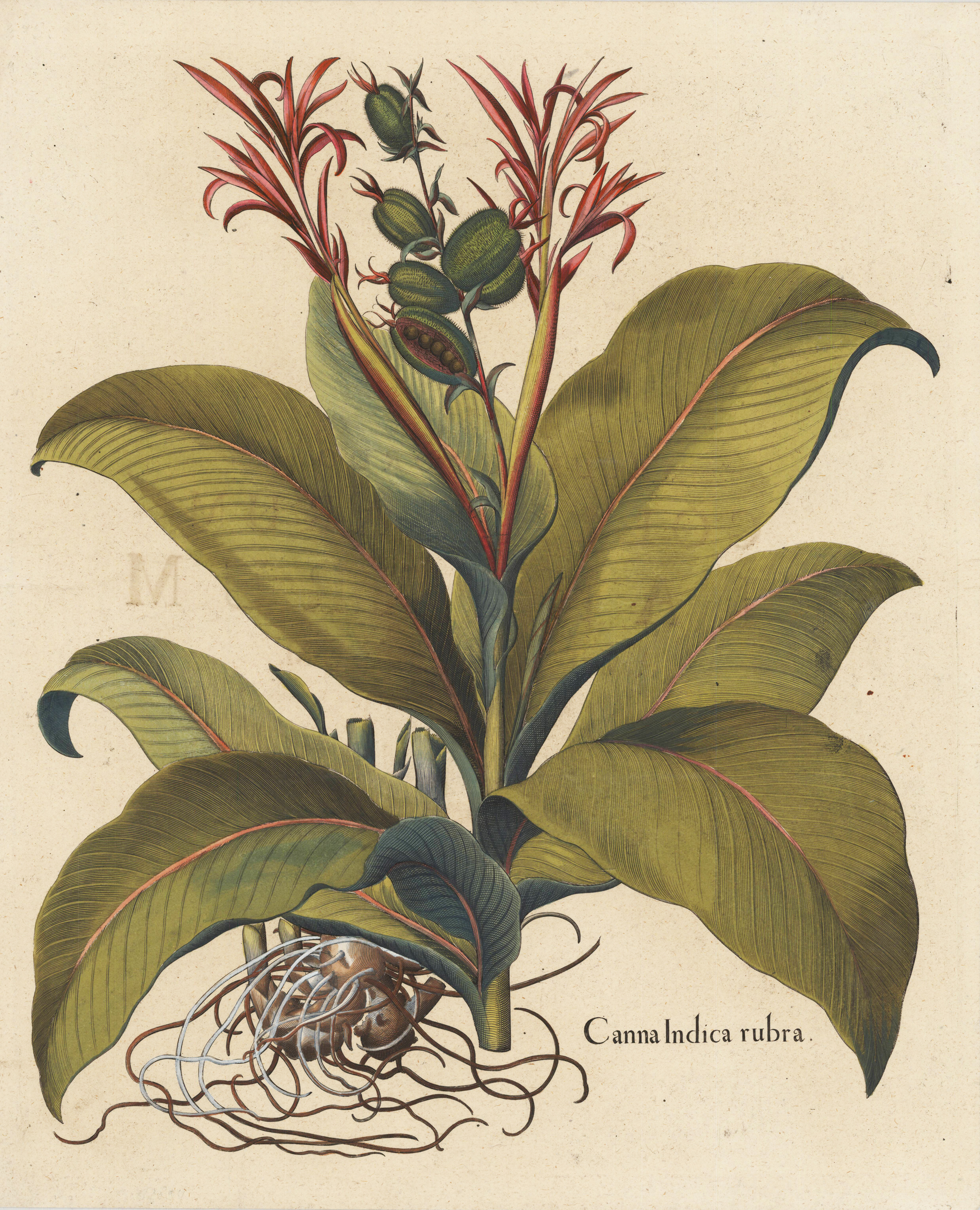 Canna Indica Rubra