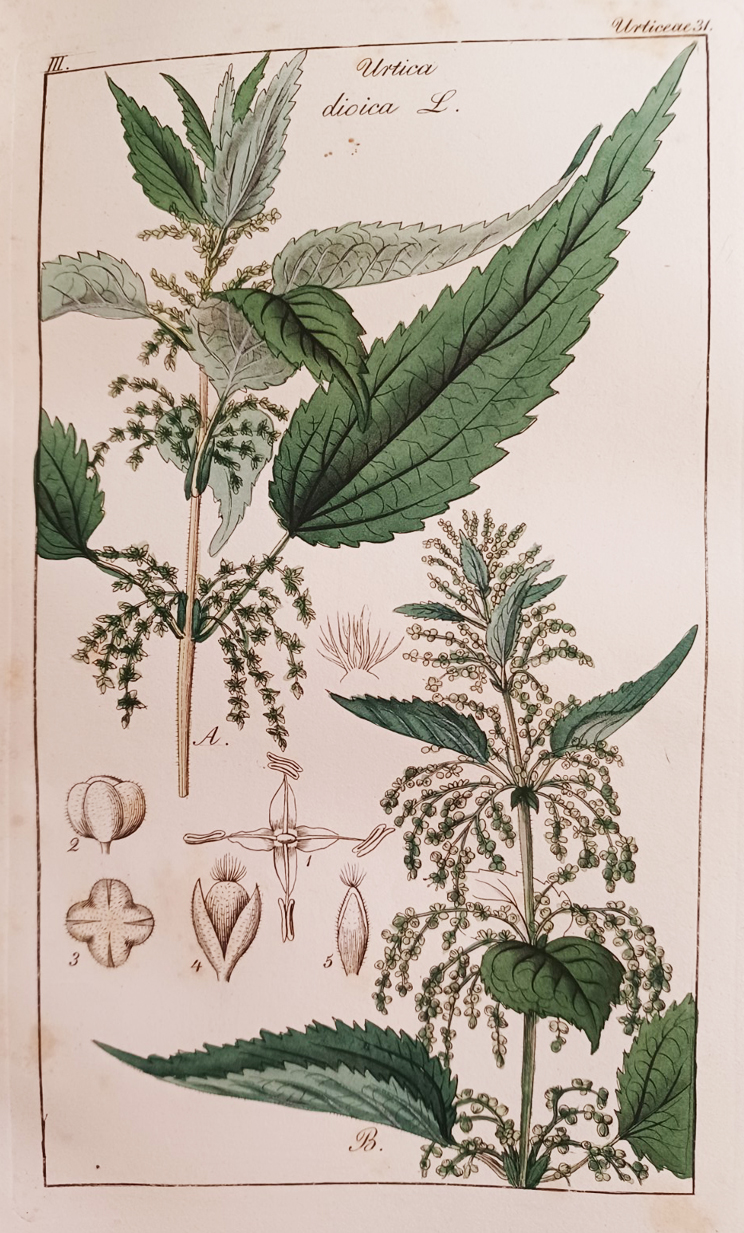 Deutschlands Flora. Nach natürlichen Familien beschrieben und durch Abbildungen erläutert