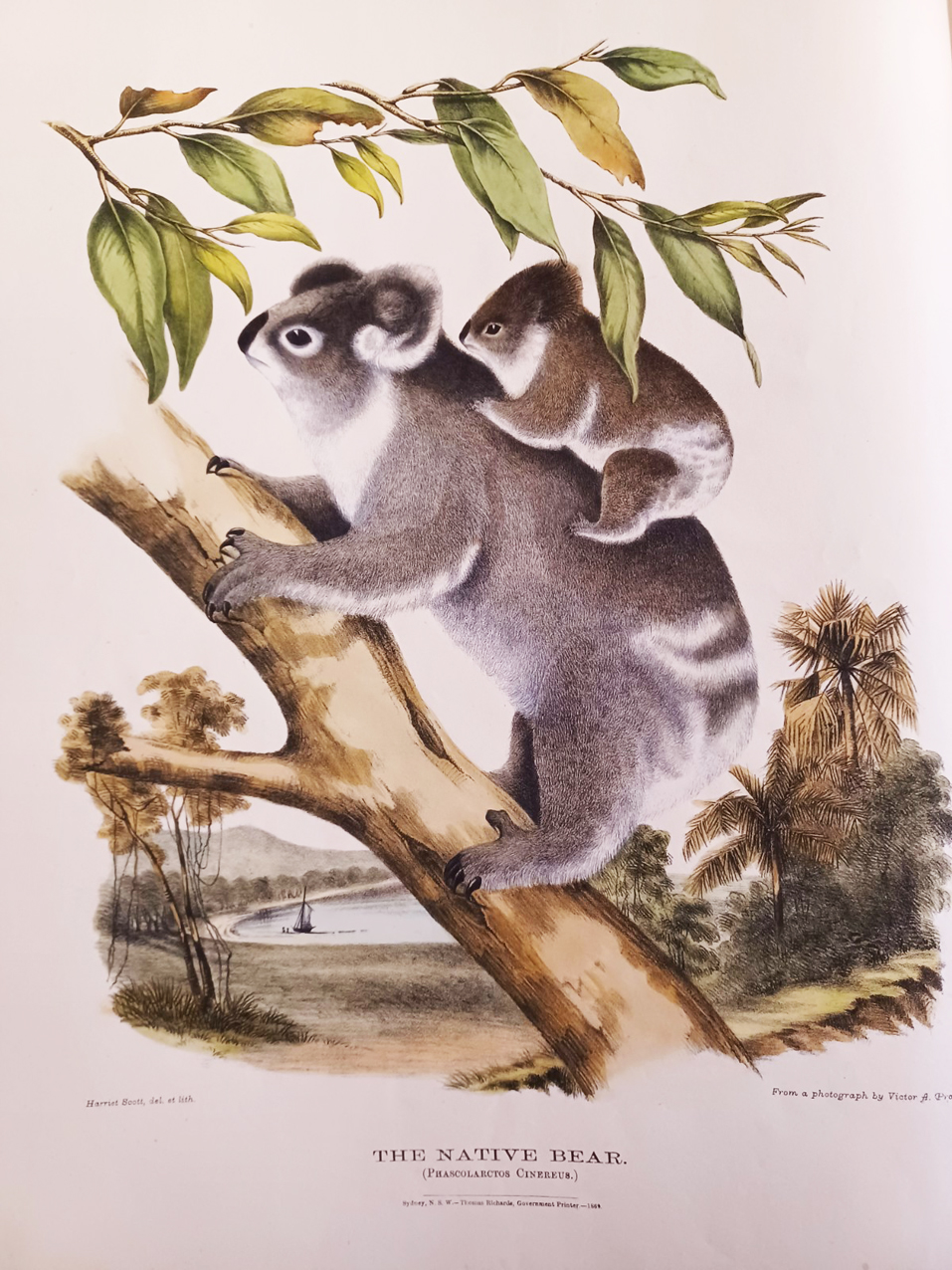 The Mammals of Australia, Illustrated by Miss Harriett Scott and Mrs. Helena Forde. For the Council of Education; with a short account of all the species hitherto described. By Gerard Krefft, F.L.S., &amp;c. Curator and secretary of the Australian Museum.