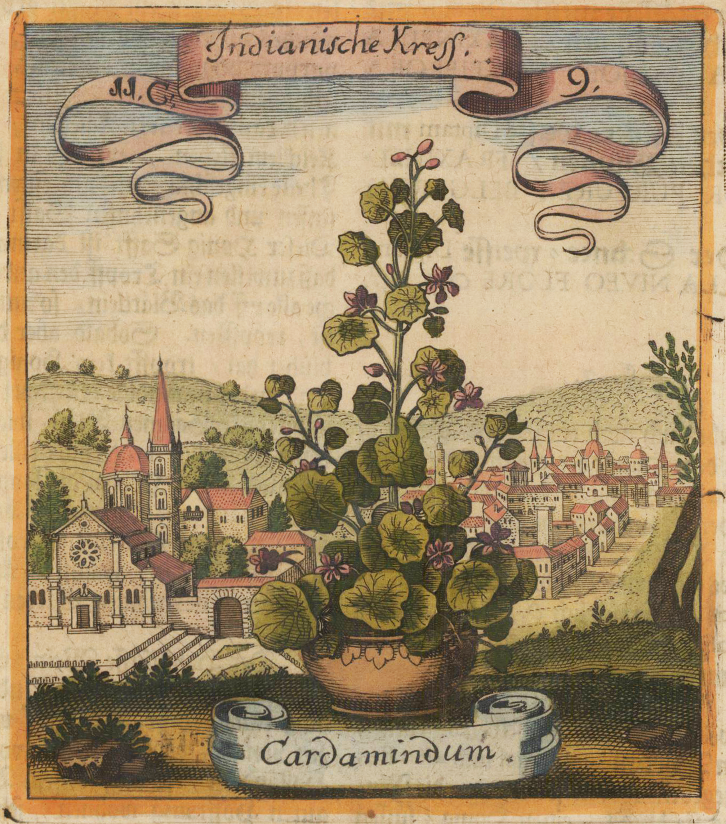Indianische Kress - Cardamindum