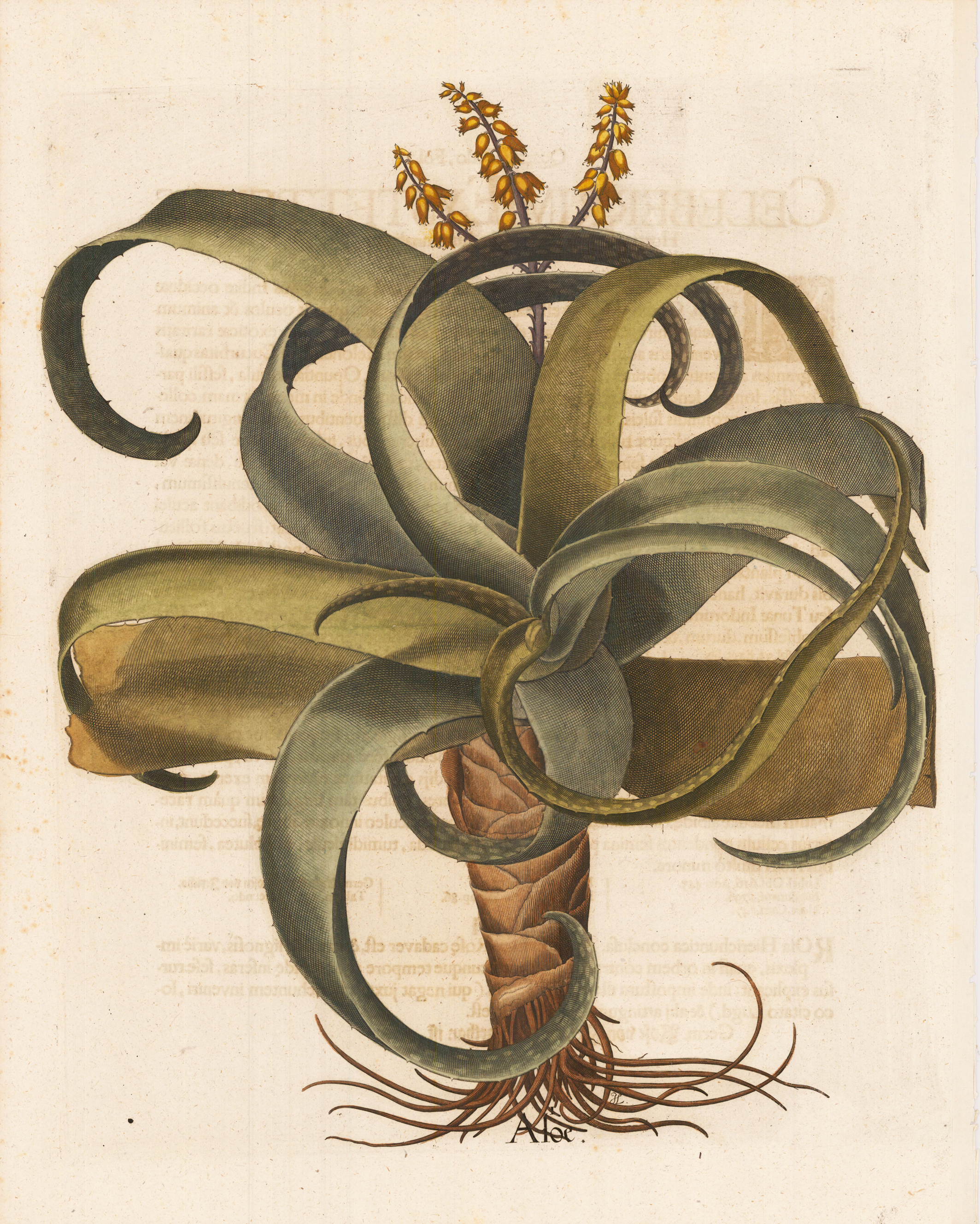 Aloe