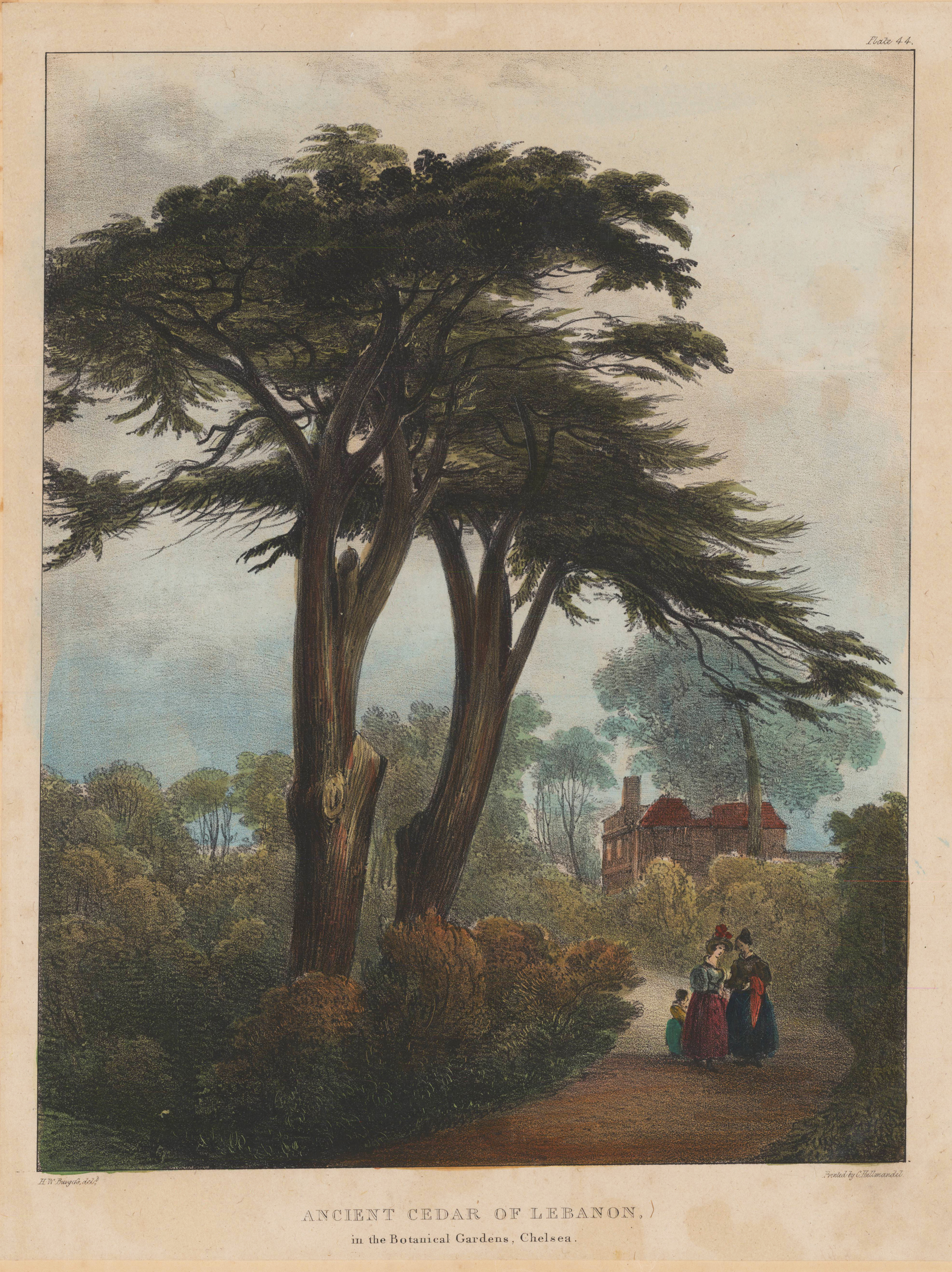 Ancient cedar of Lebanon, in the Botanical Gardens, Chelsea.