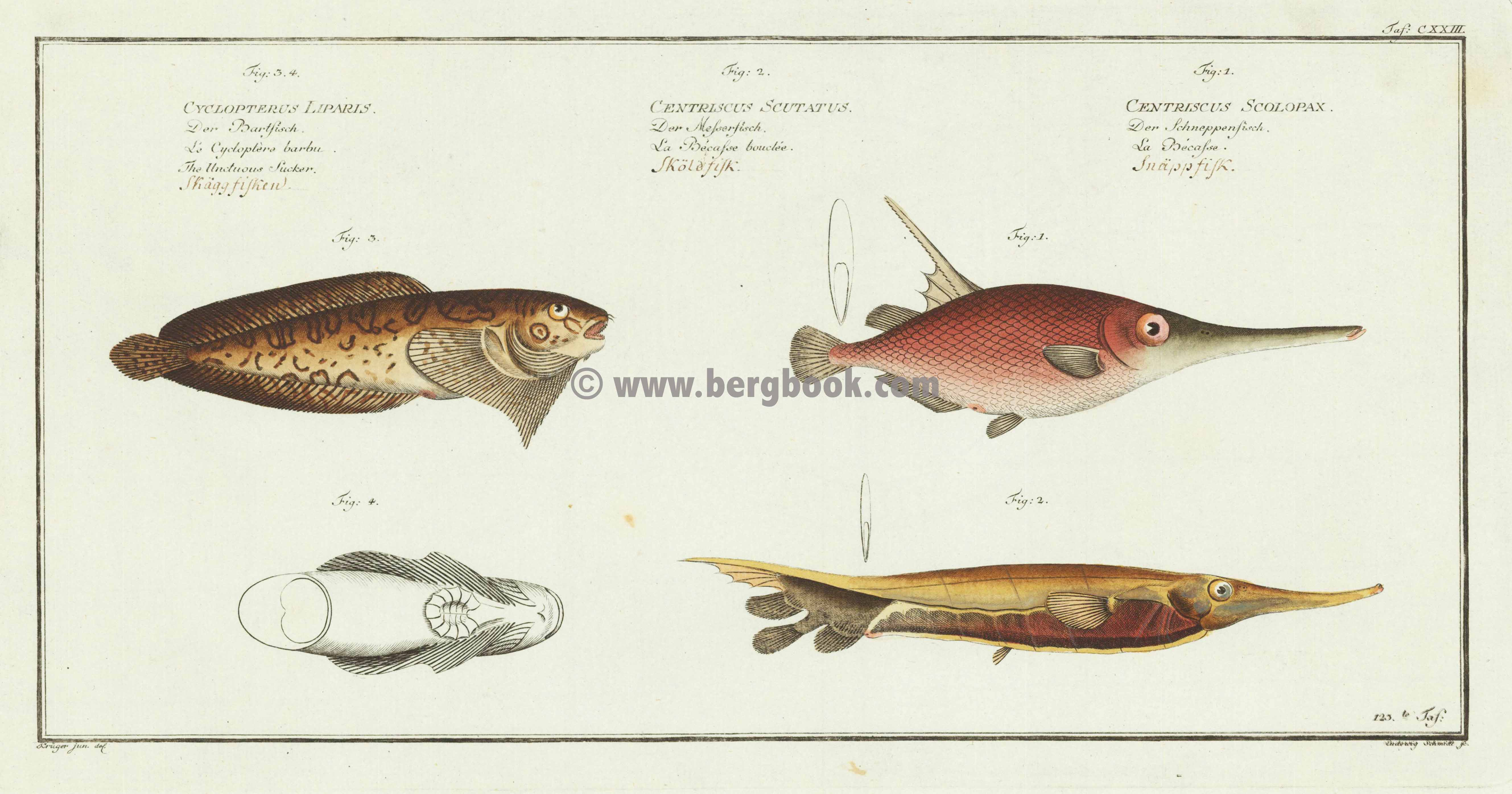 CXXIII Der Schneppenfisch - Der Messerfisch - Der Bartfisch