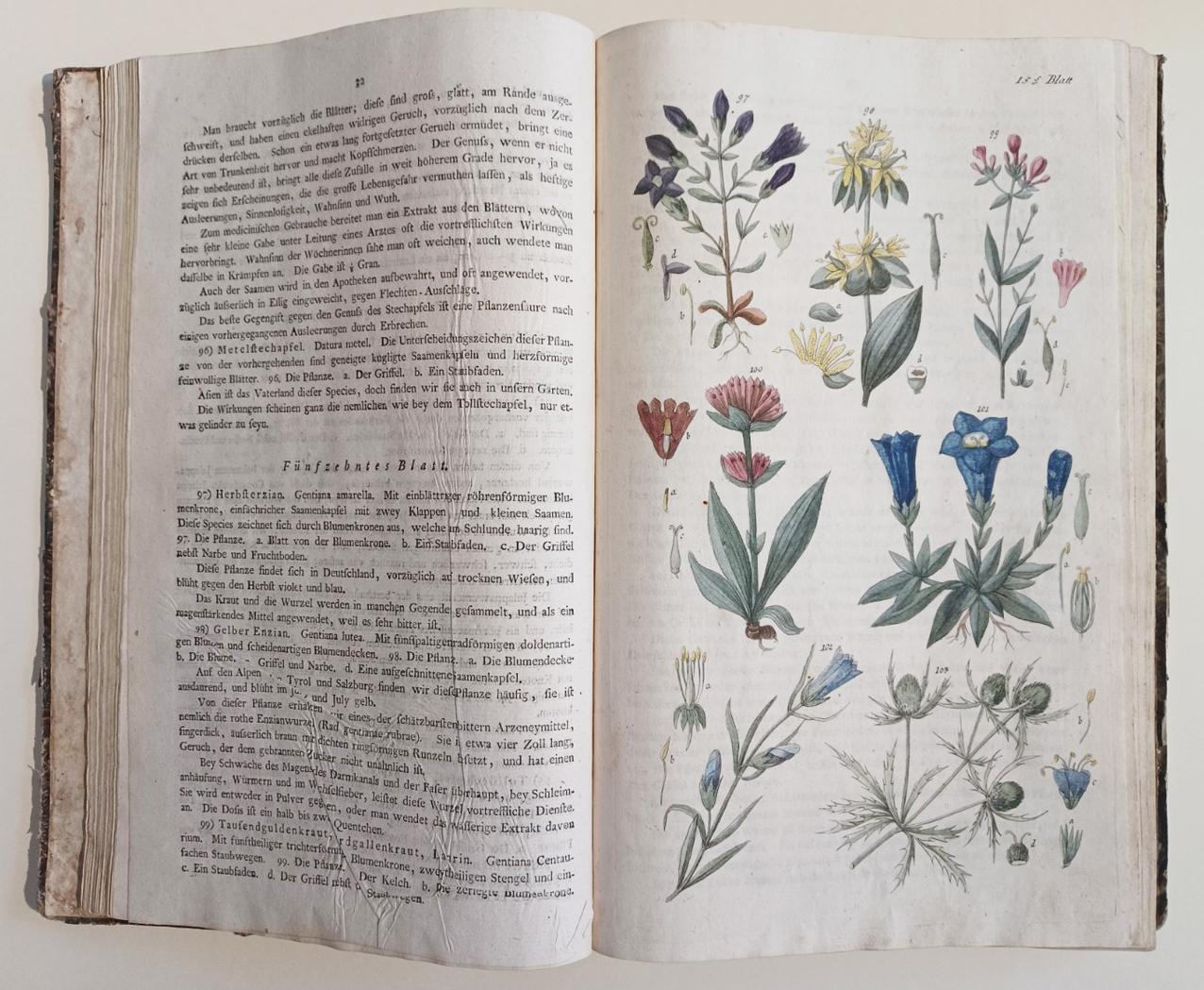 Handbuch der Pharmaceutischen Botanik