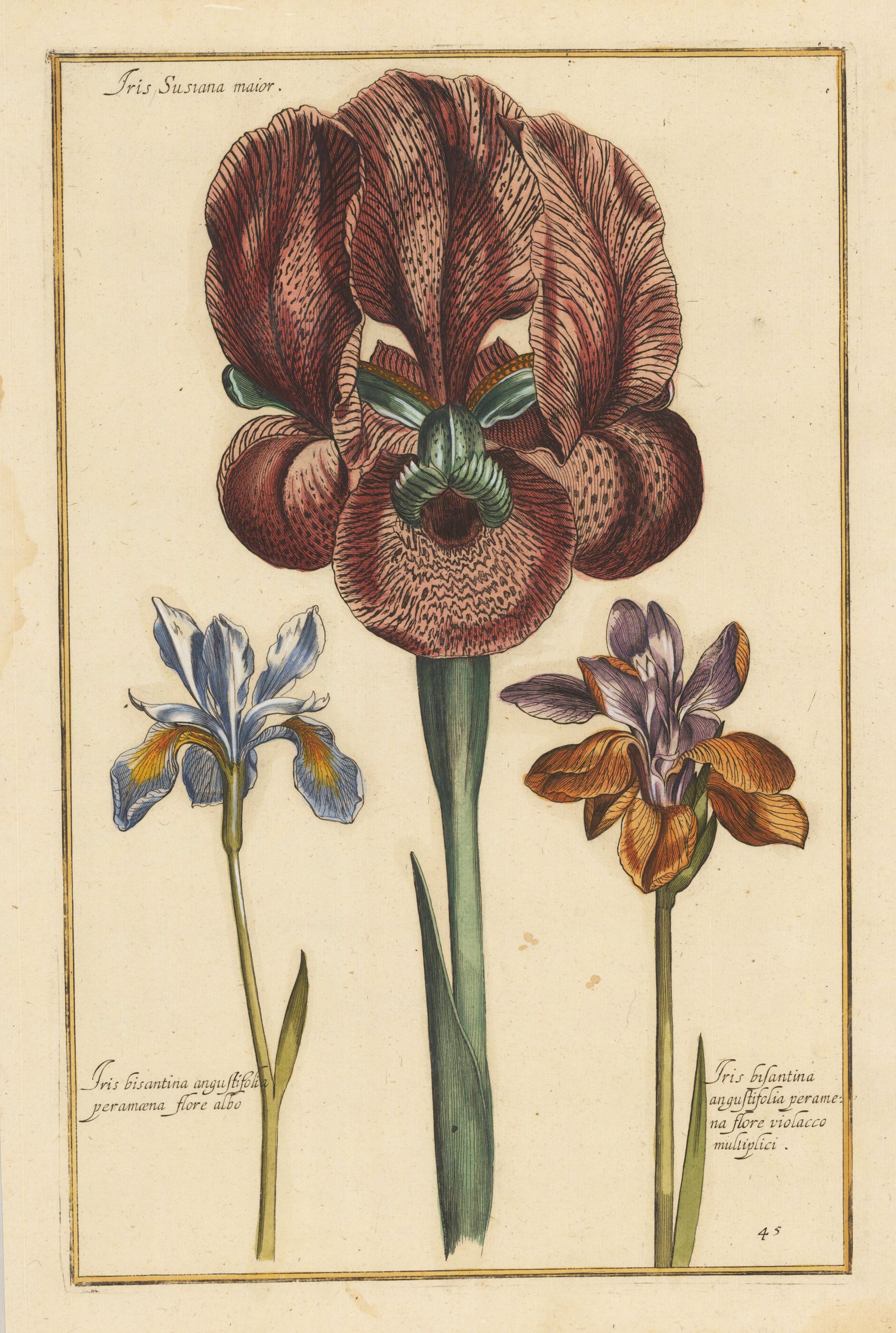 Iris Susiana maior.