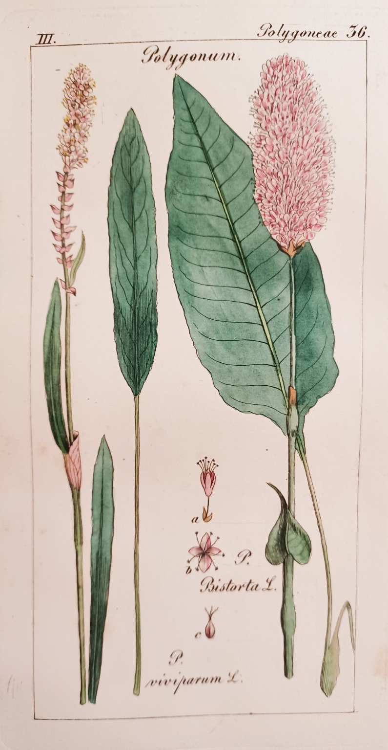 Deutschlands Flora. Nach natürlichen Familien beschrieben und durch Abbildungen erläutert