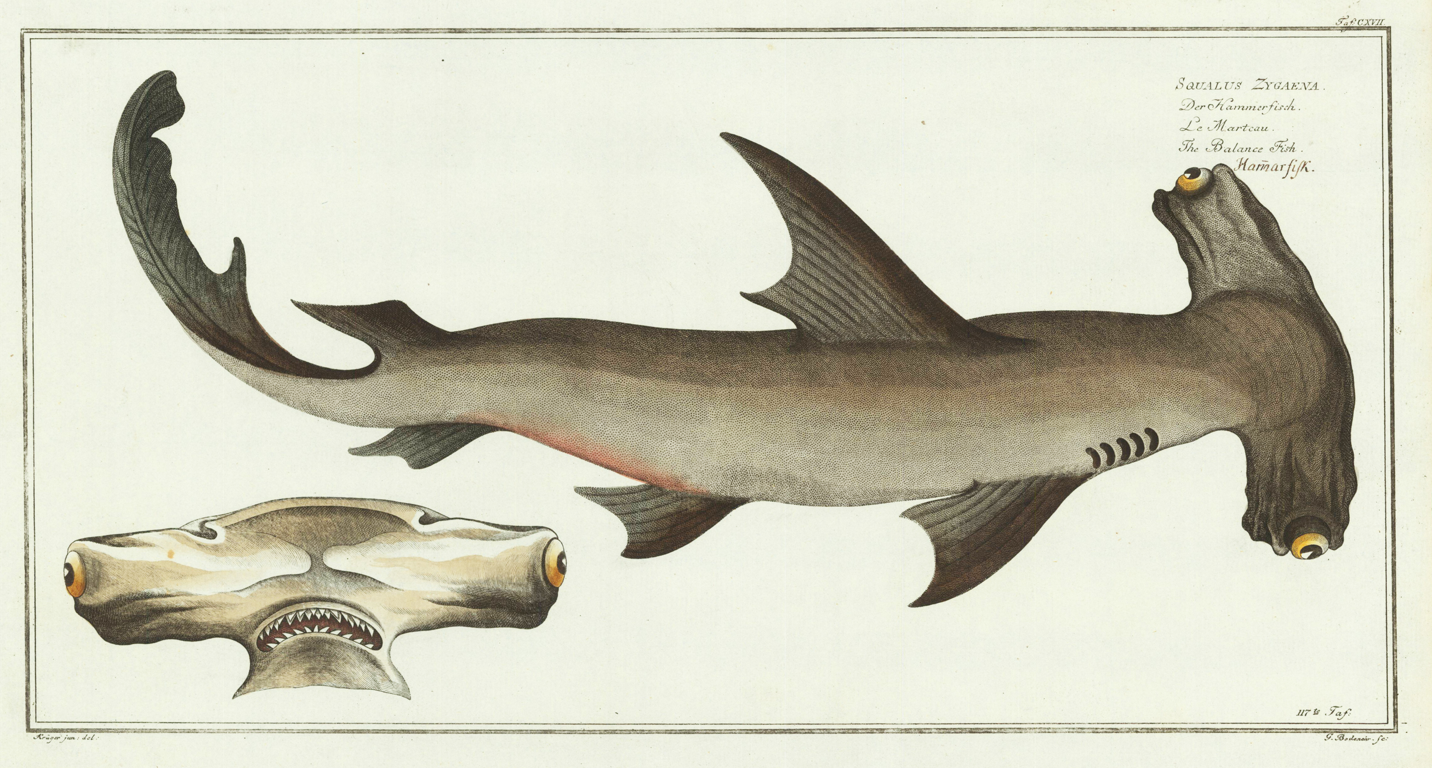CXVII Der Hammerfisch