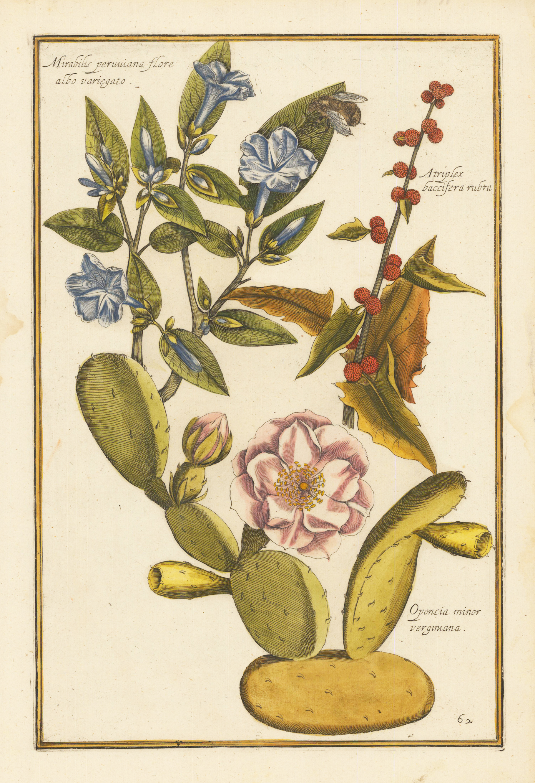 Mirabilis peuniana flore albo variegato, Atriplex baccifera rubra, Oponcia minor verginana