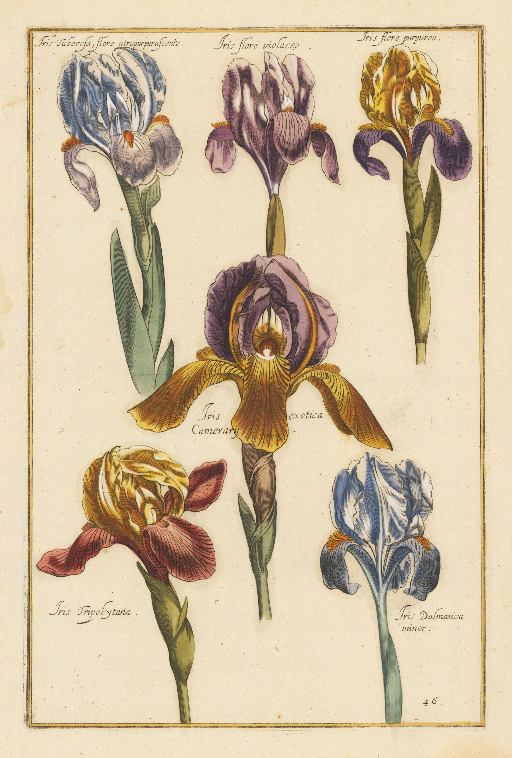 Iris Tuberosa, flore atro purpurascente.