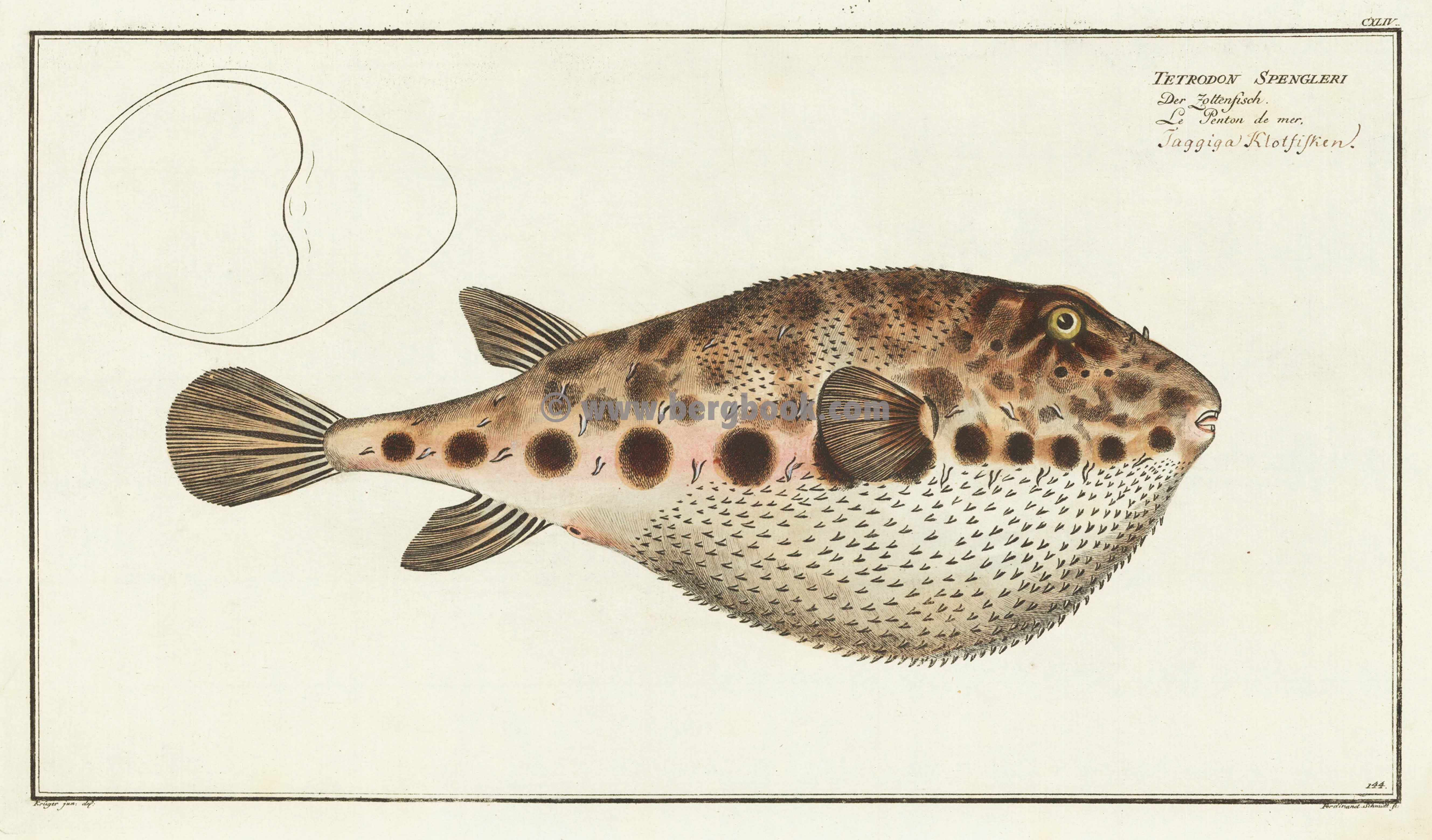 CXLIV Der Zottenfisch