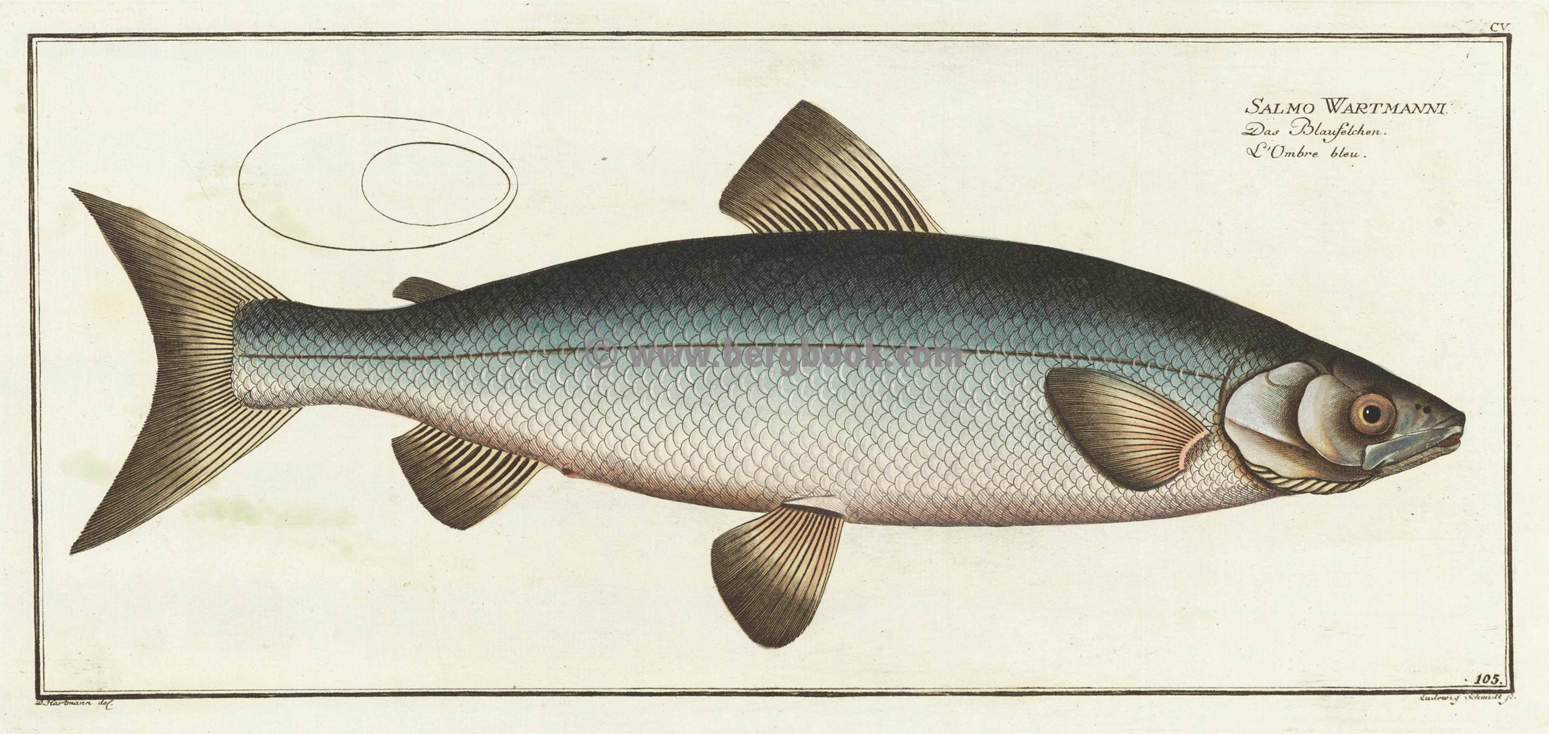 CV Das Blaufelchen