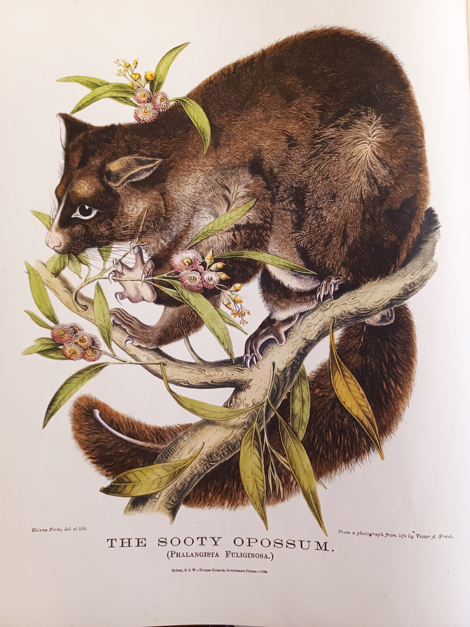 The Mammals of Australia, Illustrated by Miss Harriett Scott and Mrs. Helena Forde. For the Council of Education; with a short account of all the species hitherto described. By Gerard Krefft, F.L.S., &amp;c. Curator and secretary of the Australian Museum.