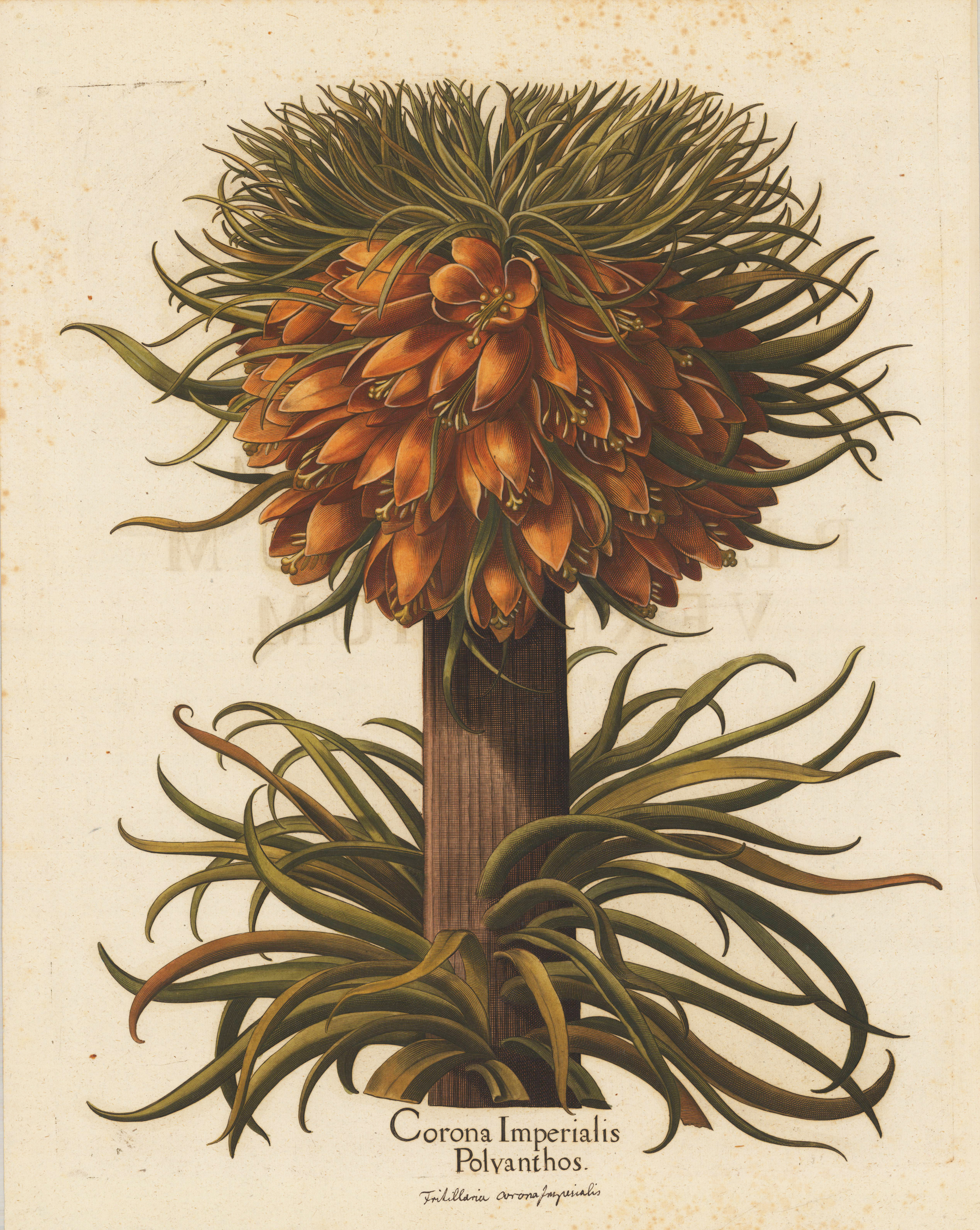 Corona Imperialis Polyanthos