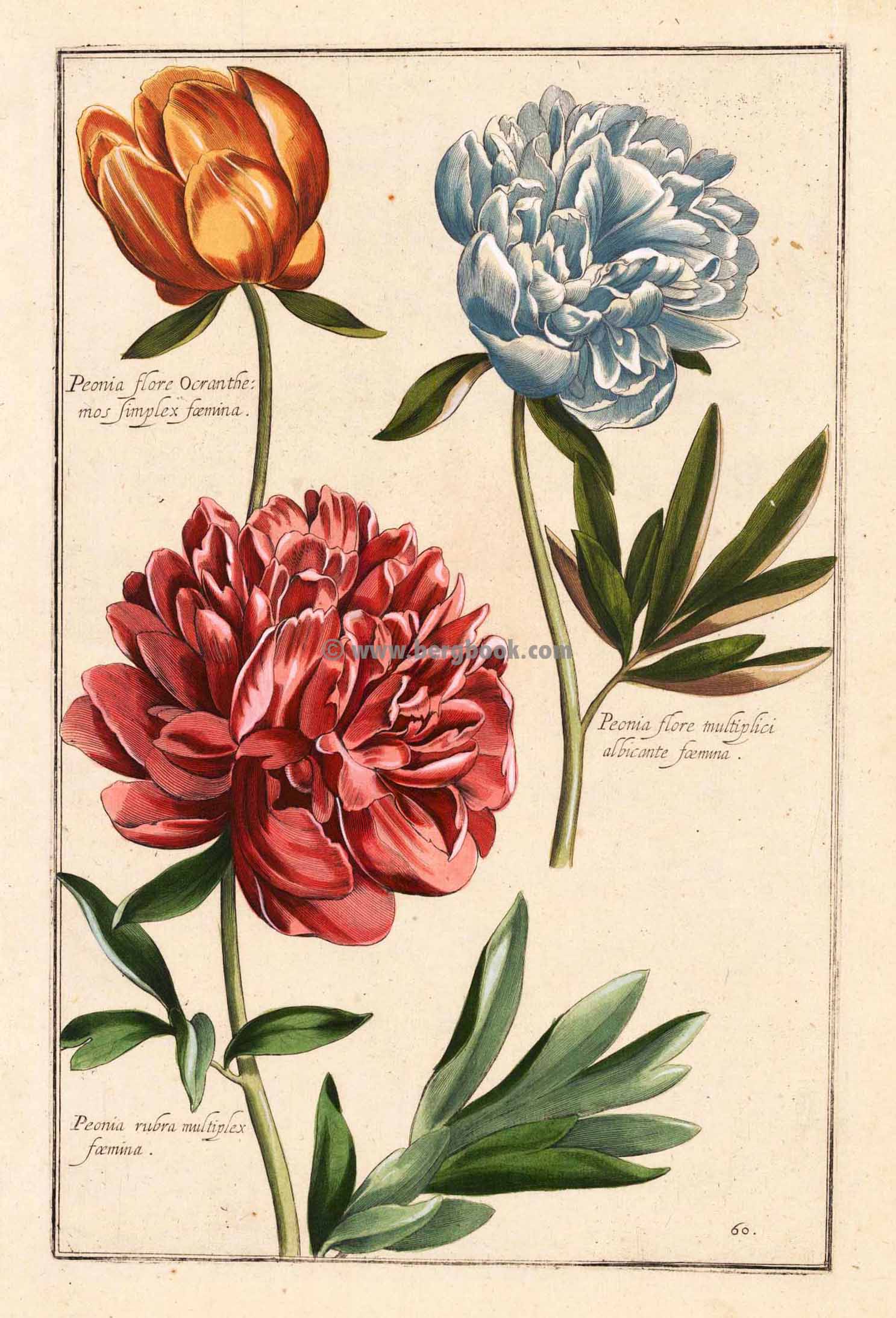 Peonia flore Ocranthemos simplex faemina.