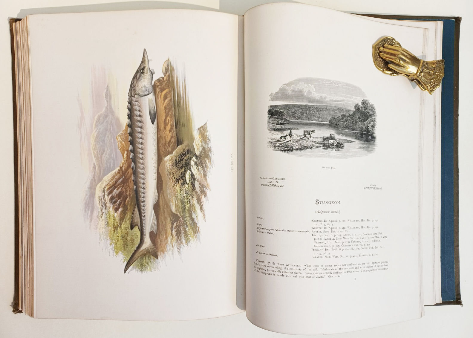 British Freshwater (Fresh Water) Fishes, Illustrated With a Coloured Figure of Each Species Drawn From Nature By A. F. Lydon and Numerous Engravings