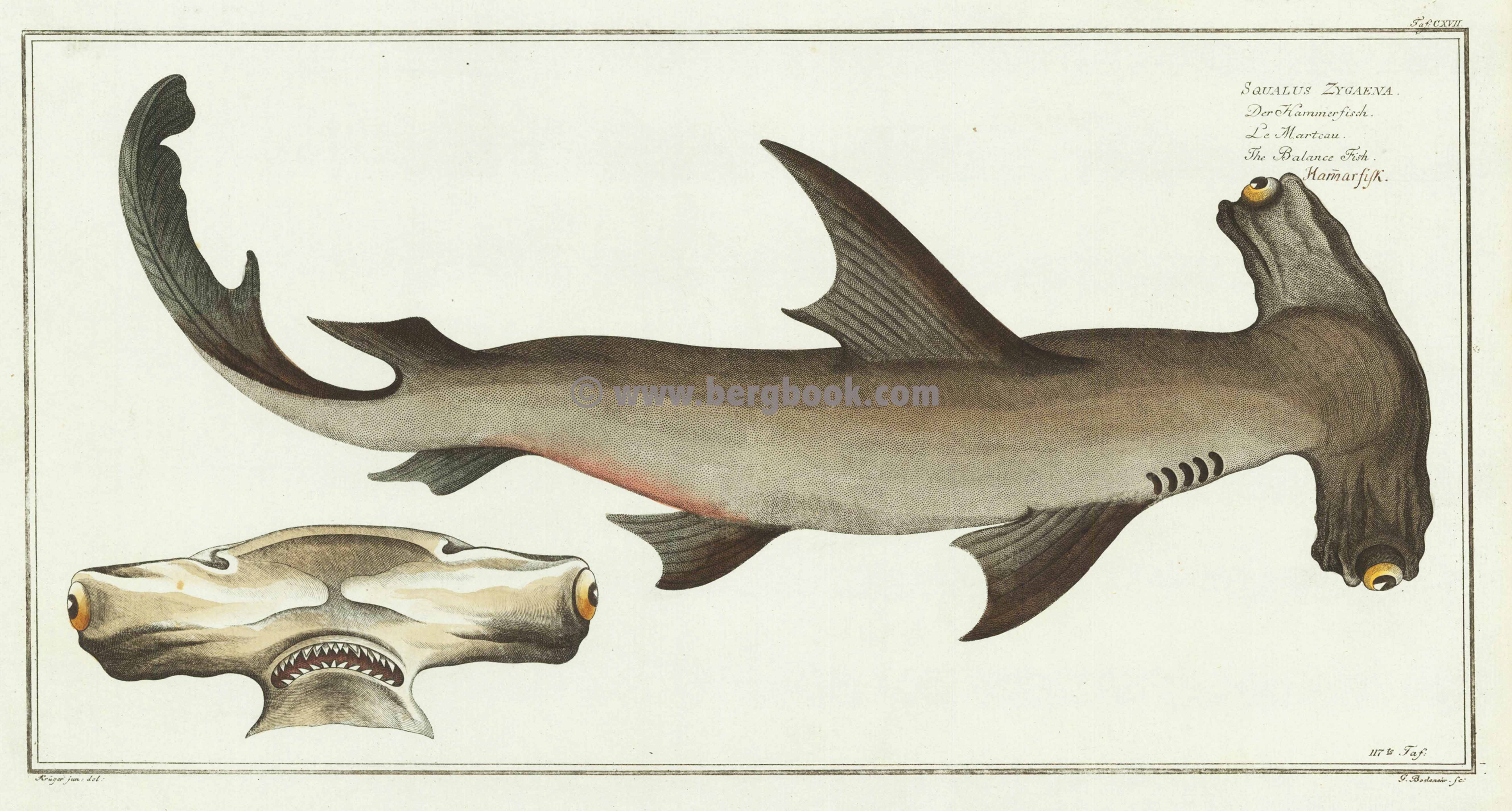 CXVII Der Hammerfisch