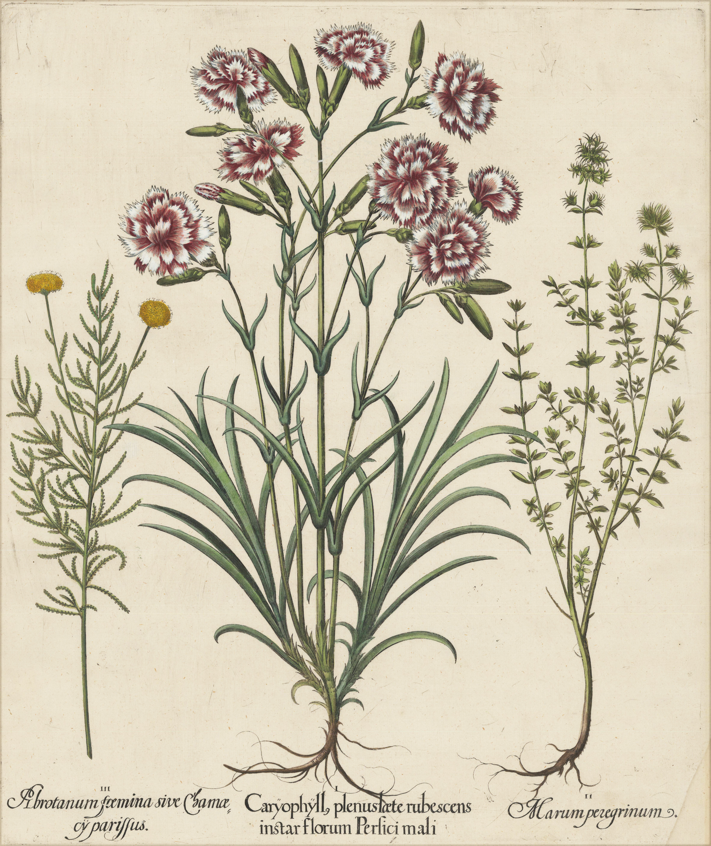 Caryophyll plenus laete rubescens instar florum Persici mali.