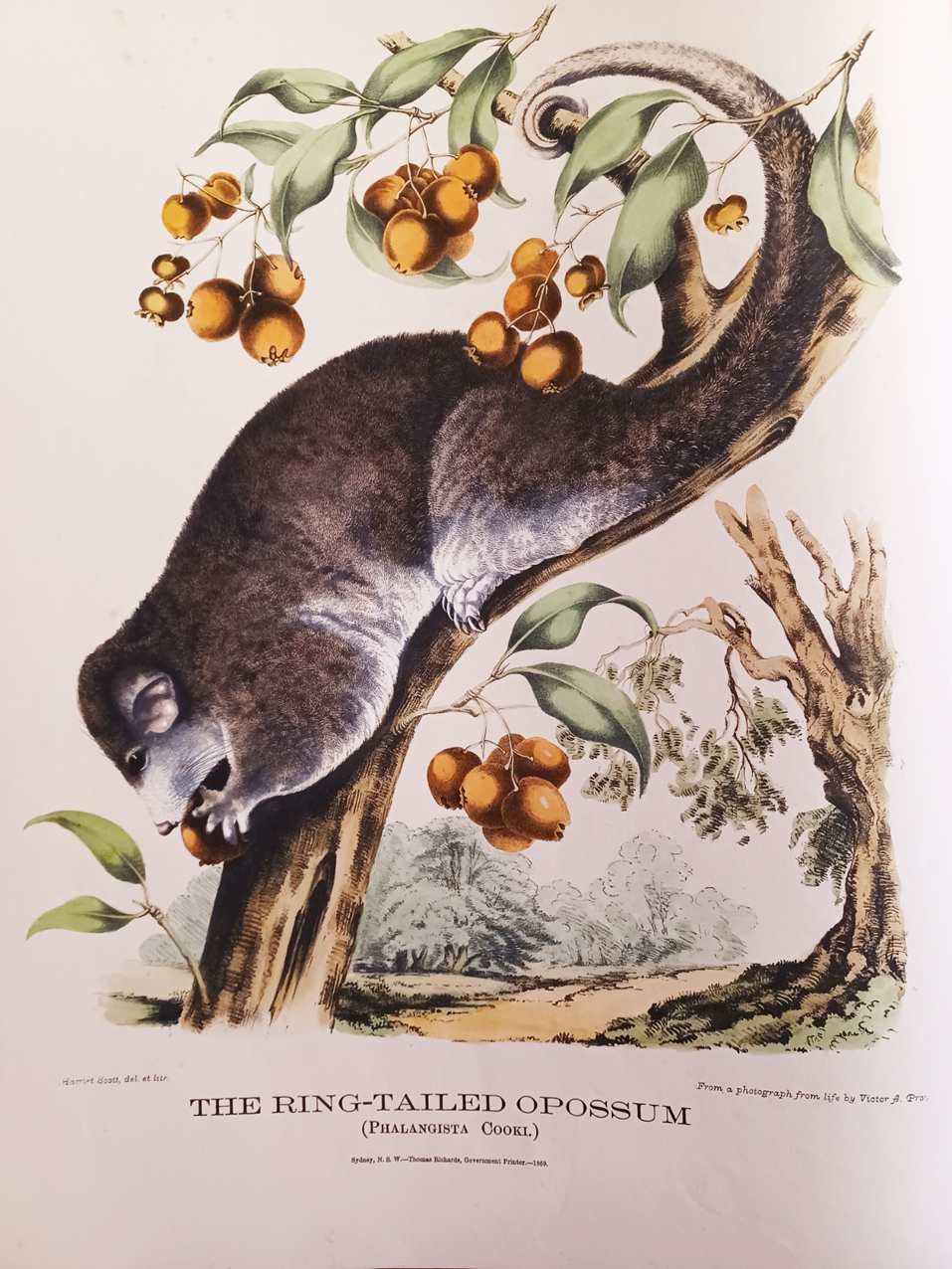 The Mammals of Australia, Illustrated by Miss Harriett Scott and Mrs. Helena Forde. For the Council of Education; with a short account of all the species hitherto described. By Gerard Krefft, F.L.S., &amp;c. Curator and secretary of the Australian Museum.