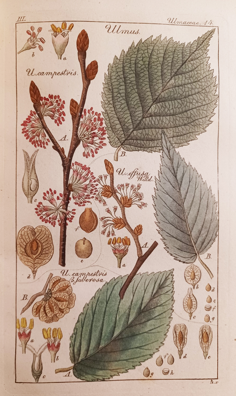 Deutschlands Flora. Nach natürlichen Familien beschrieben und durch Abbildungen erläutert