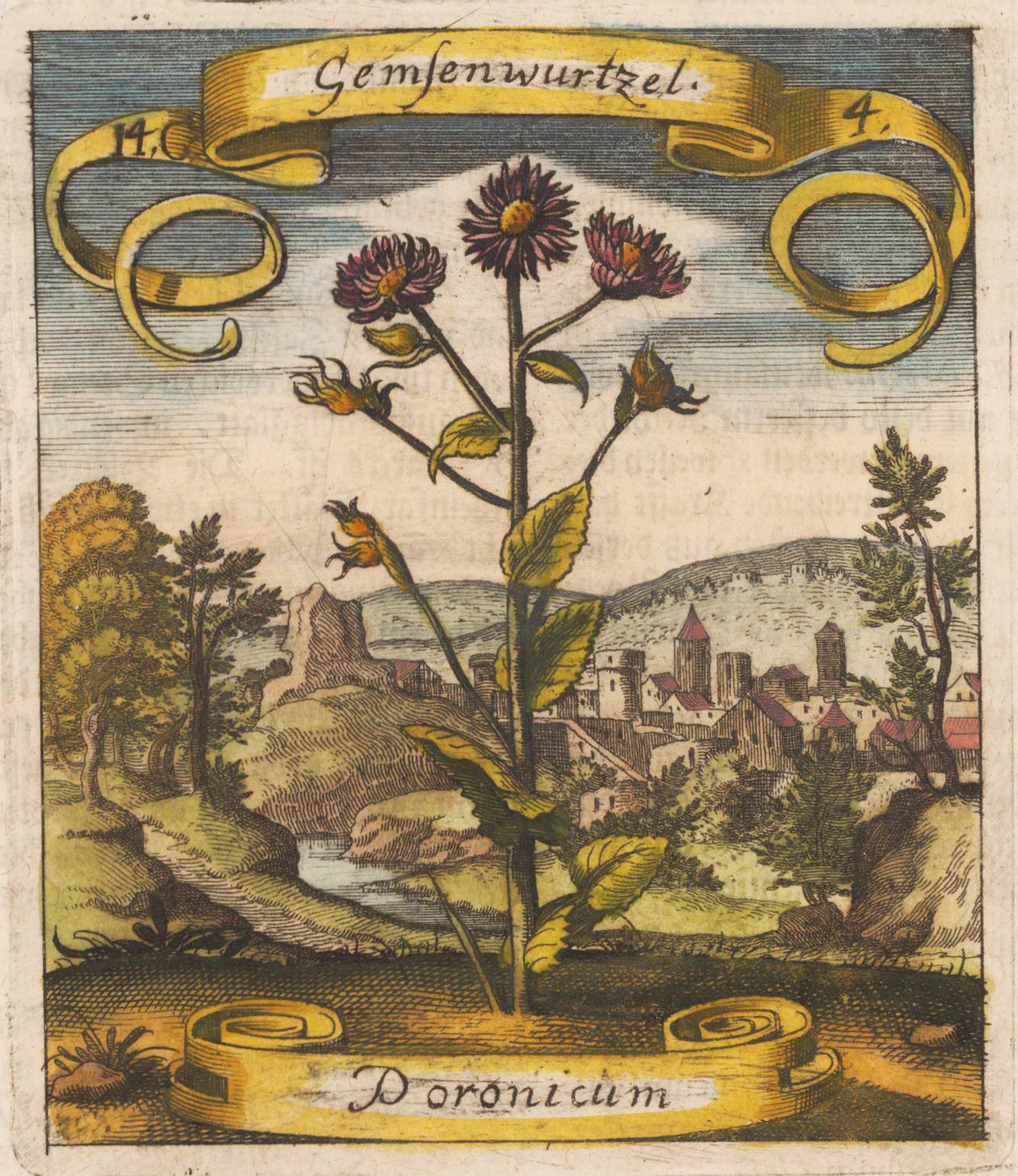 Gemsenwurzel - Poronicum