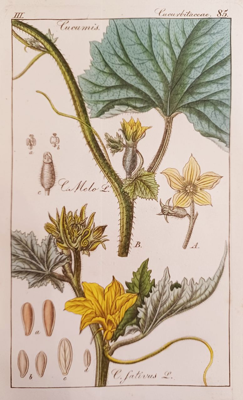 Deutschlands Flora. Nach natürlichen Familien beschrieben und durch Abbildungen erläutert