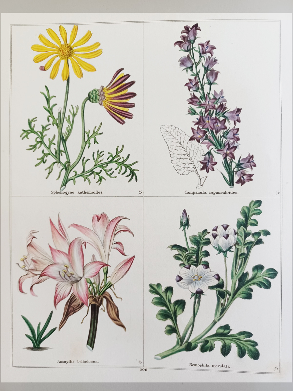 The Botanic Garden, consisting of highly finished representations of hardy ornamental flowering plants, cultivated in Great Britain.