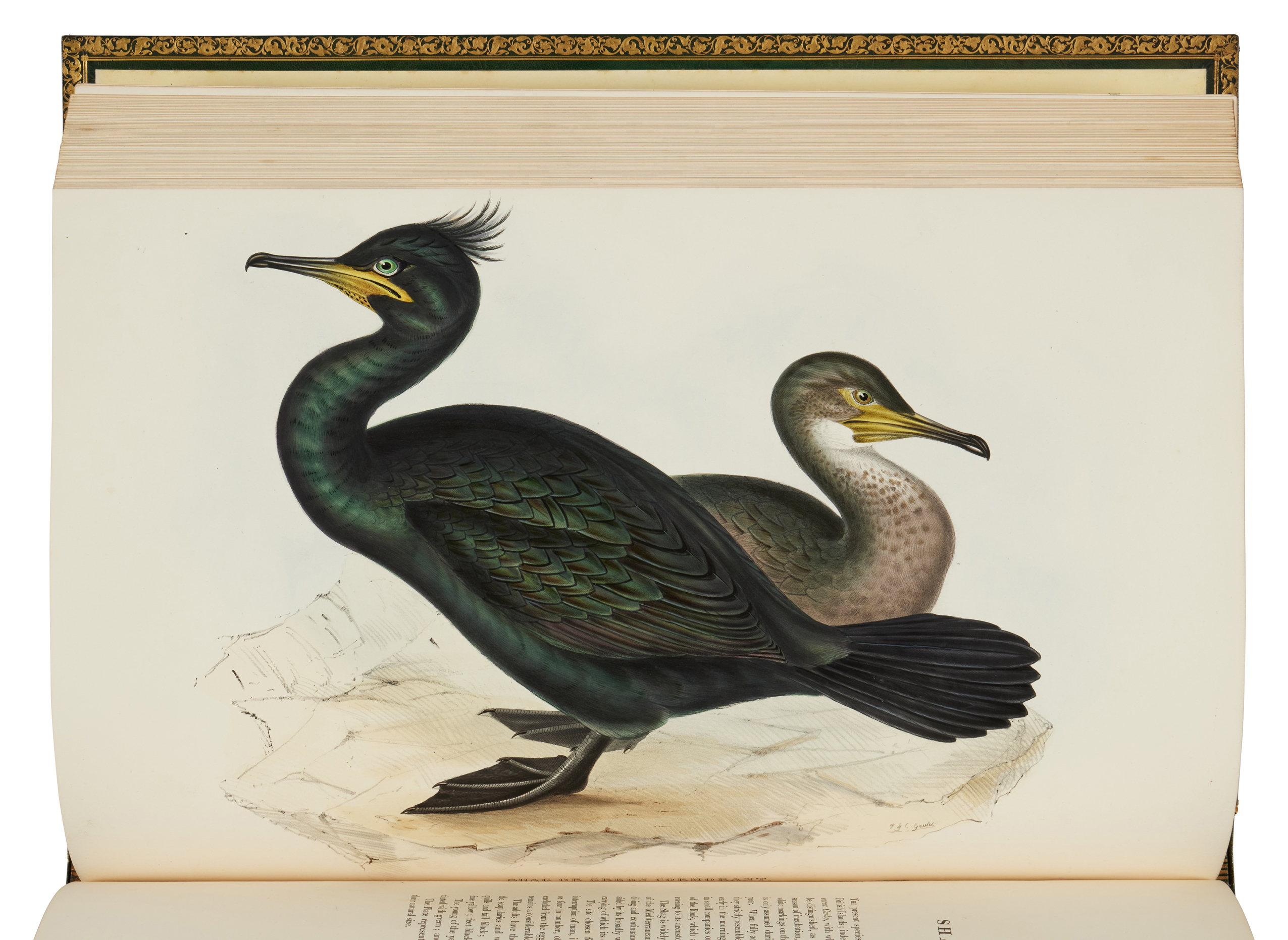 The Birds of Europe