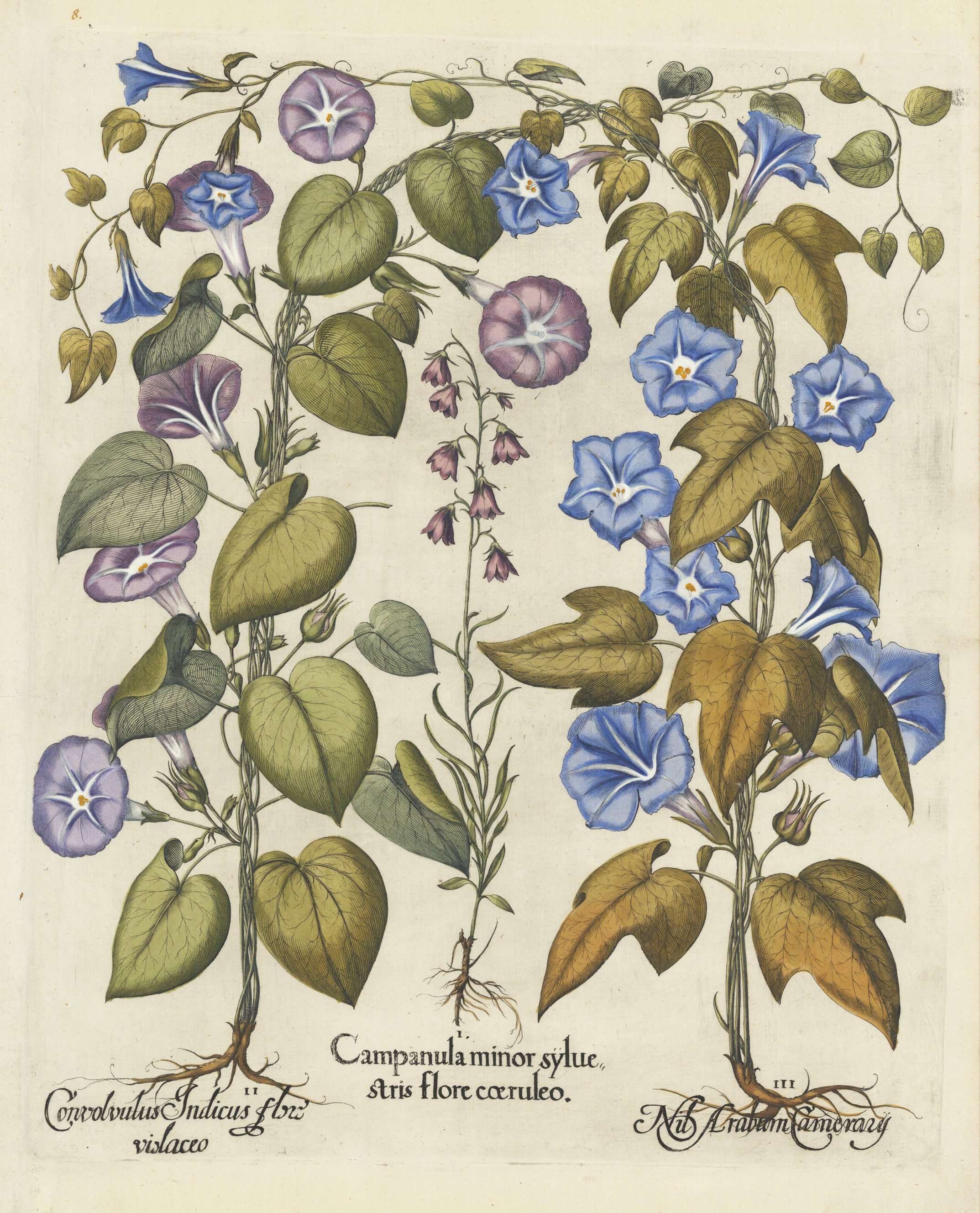Campanula minor syluestris flore coeruleo