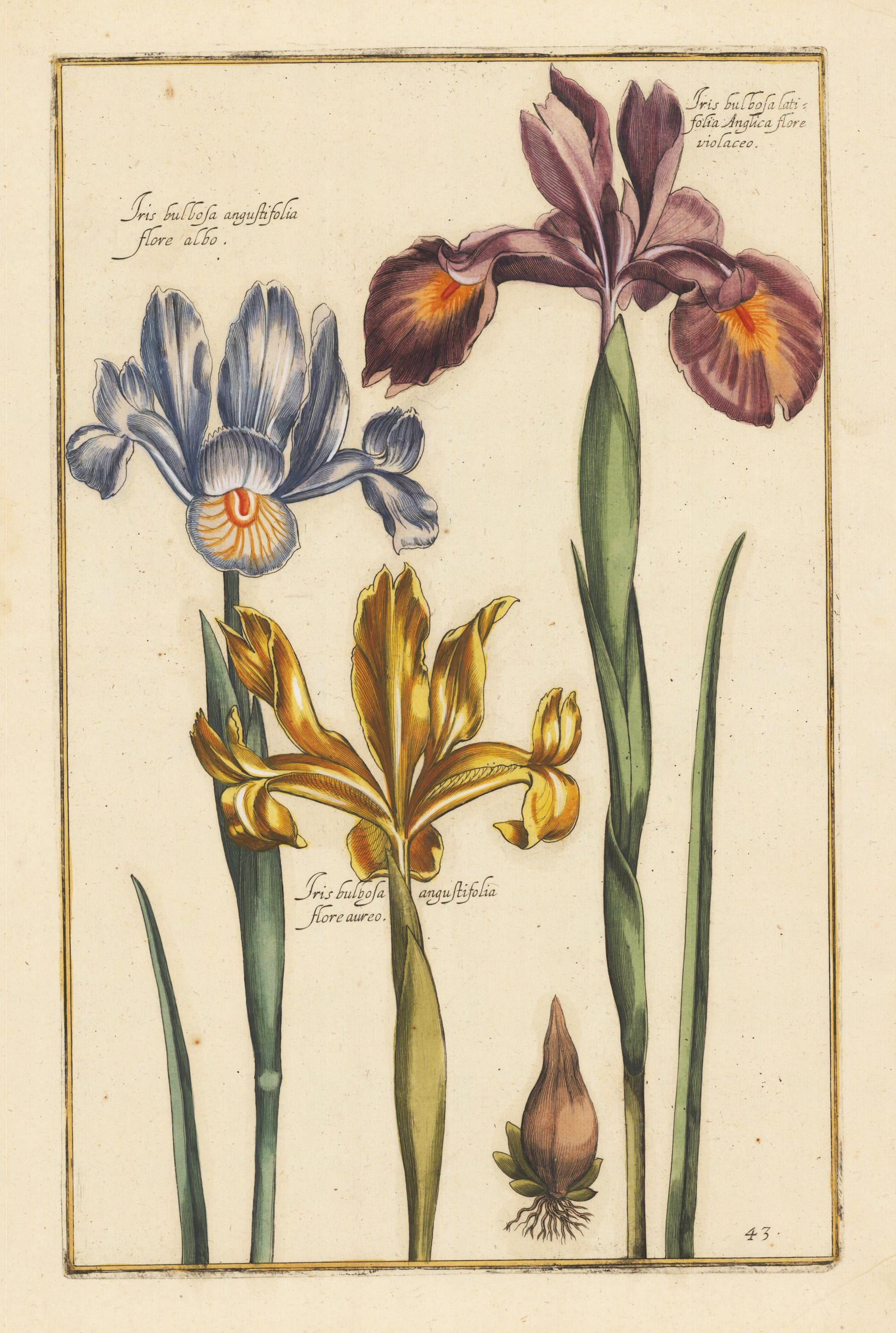 Iris bulbosa angustifolia flore albo