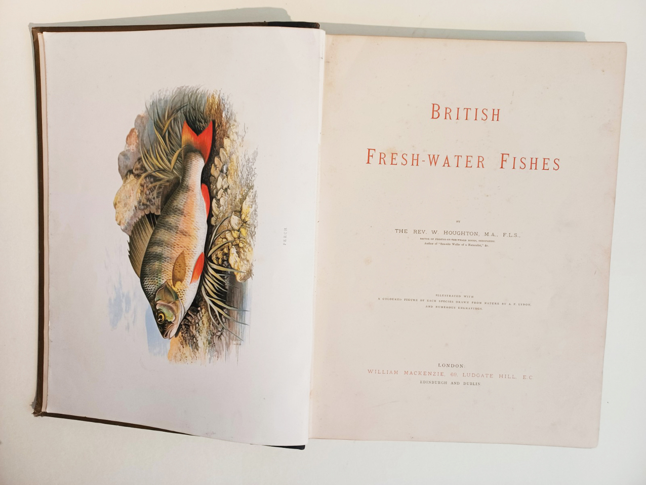 British Freshwater (Fresh Water) Fishes, Illustrated With a Coloured Figure of Each Species Drawn From Nature By A. F. Lydon and Numerous Engravings