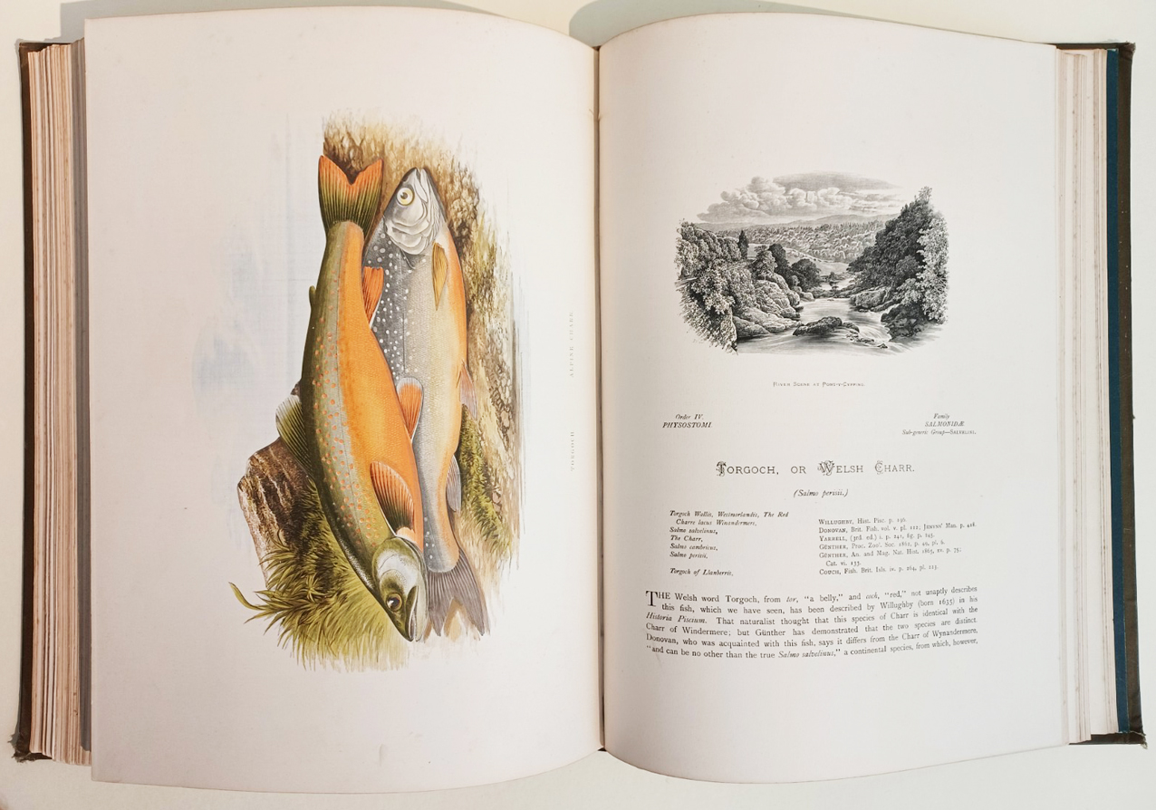 British Freshwater (Fresh Water) Fishes, Illustrated With a Coloured Figure of Each Species Drawn From Nature By A. F. Lydon and Numerous Engravings