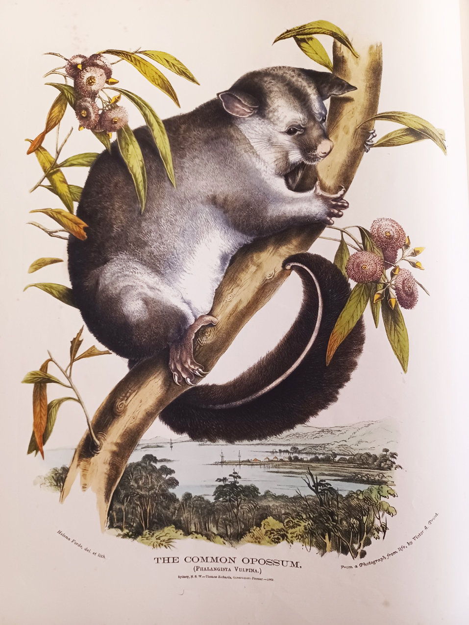 The Mammals of Australia, Illustrated by Miss Harriett Scott and Mrs. Helena Forde. For the Council of Education; with a short account of all the species hitherto described. By Gerard Krefft, F.L.S., &amp;c. Curator and secretary of the Australian Museum.