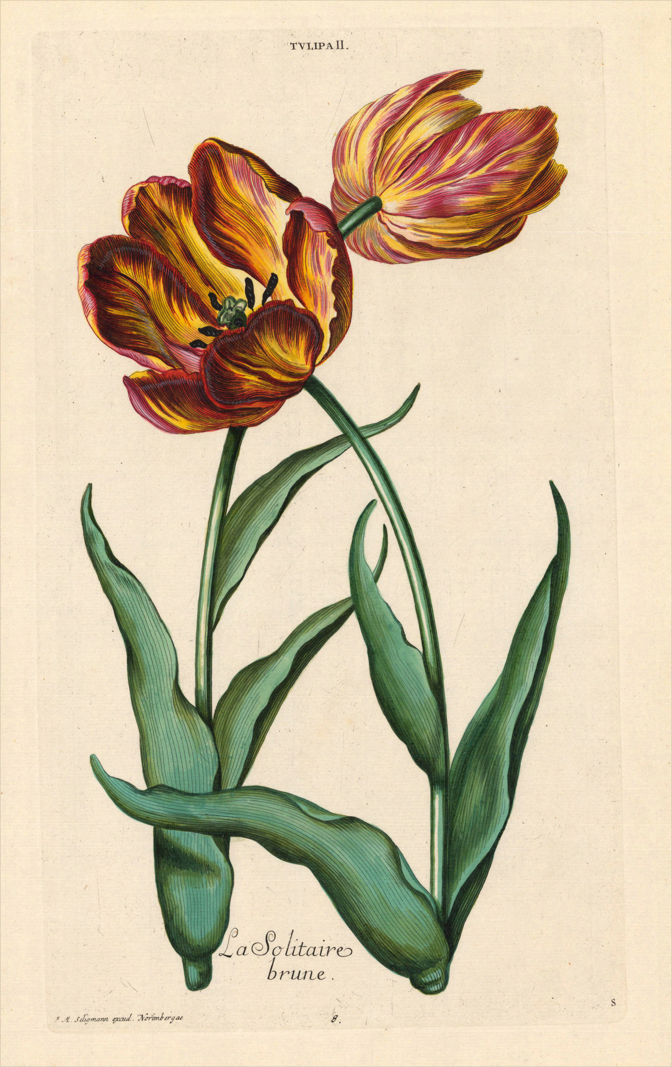 Tulipa II - La Solitaire Brune [Tulpenstich]