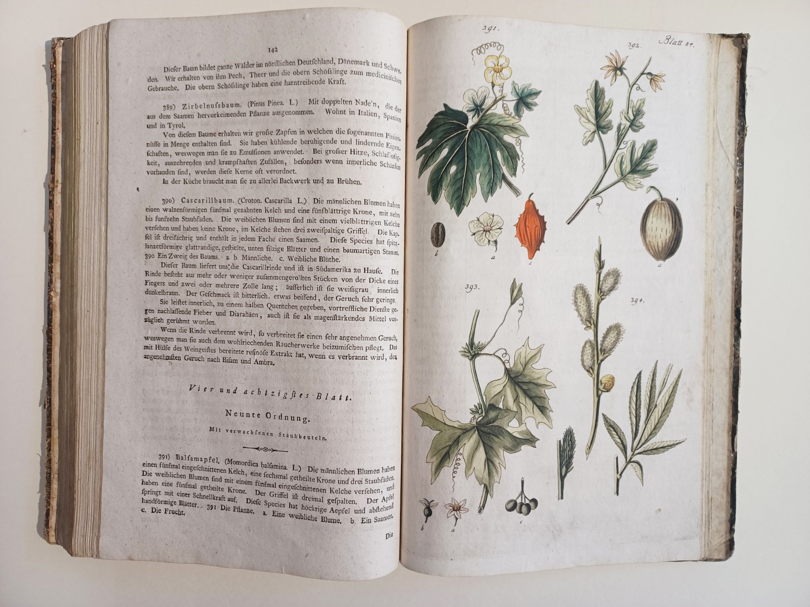 Handbuch der Pharmaceutischen Botanik