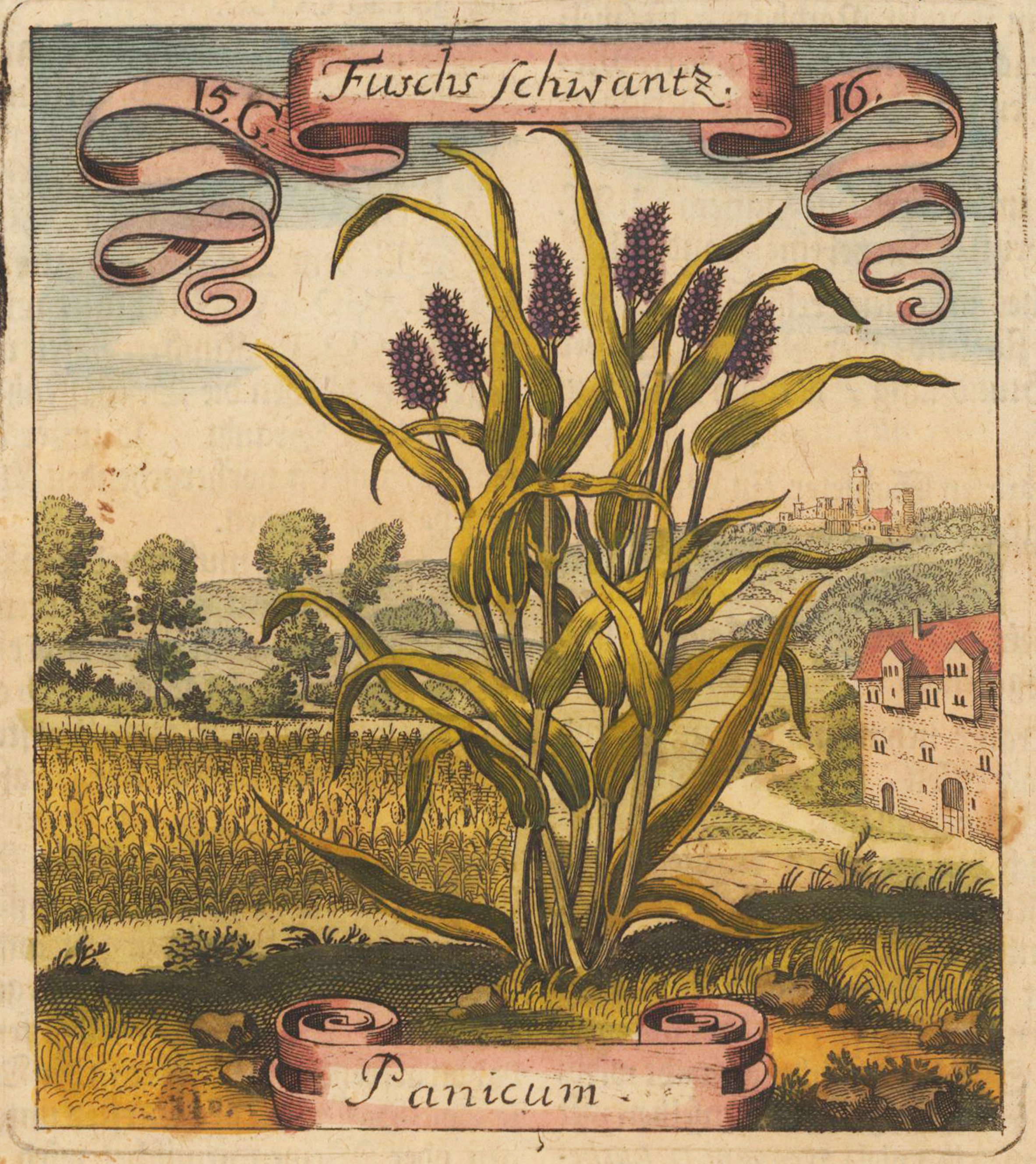Fuchsschwantz - Panicum
