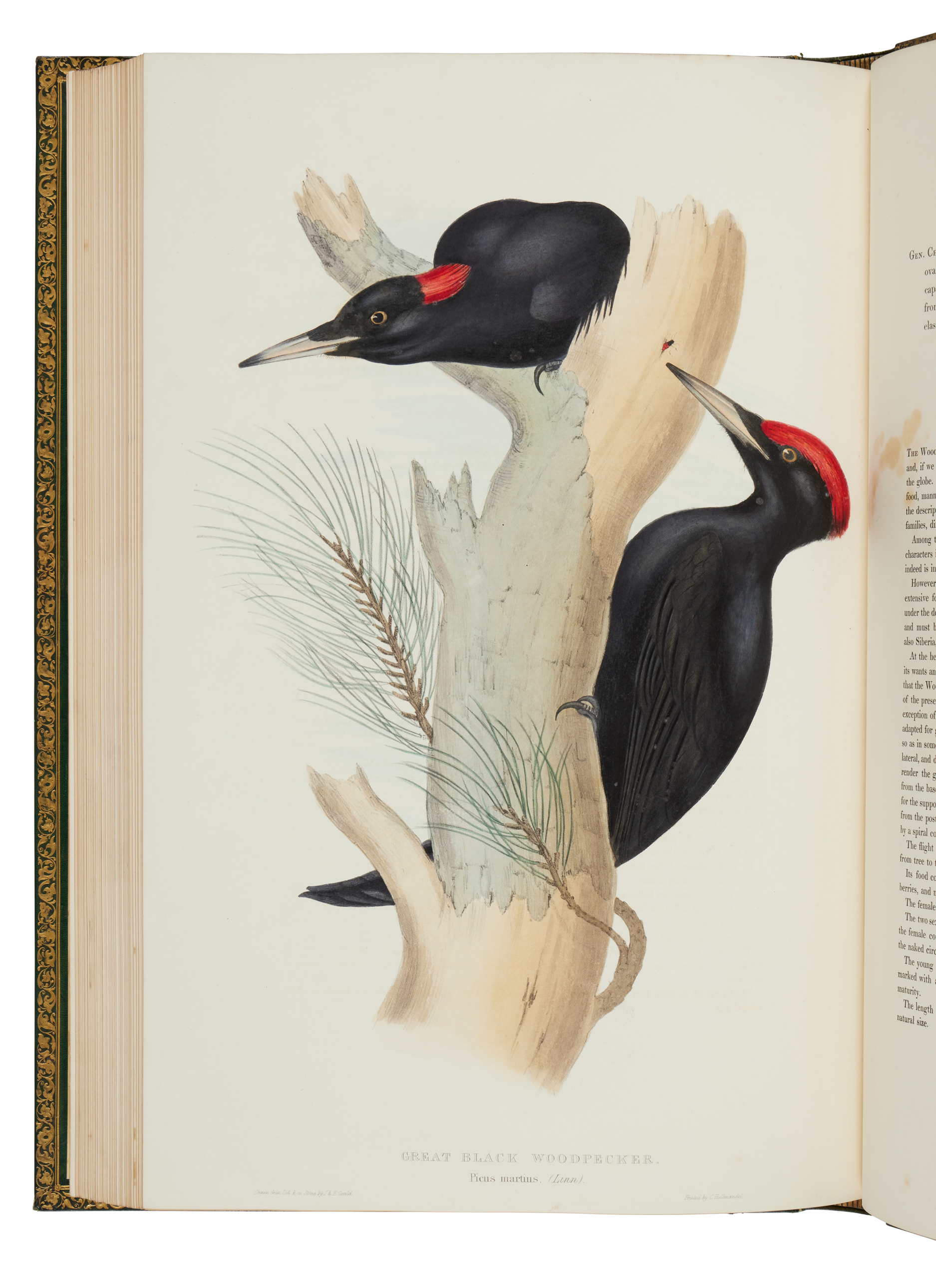 The Birds of Europe