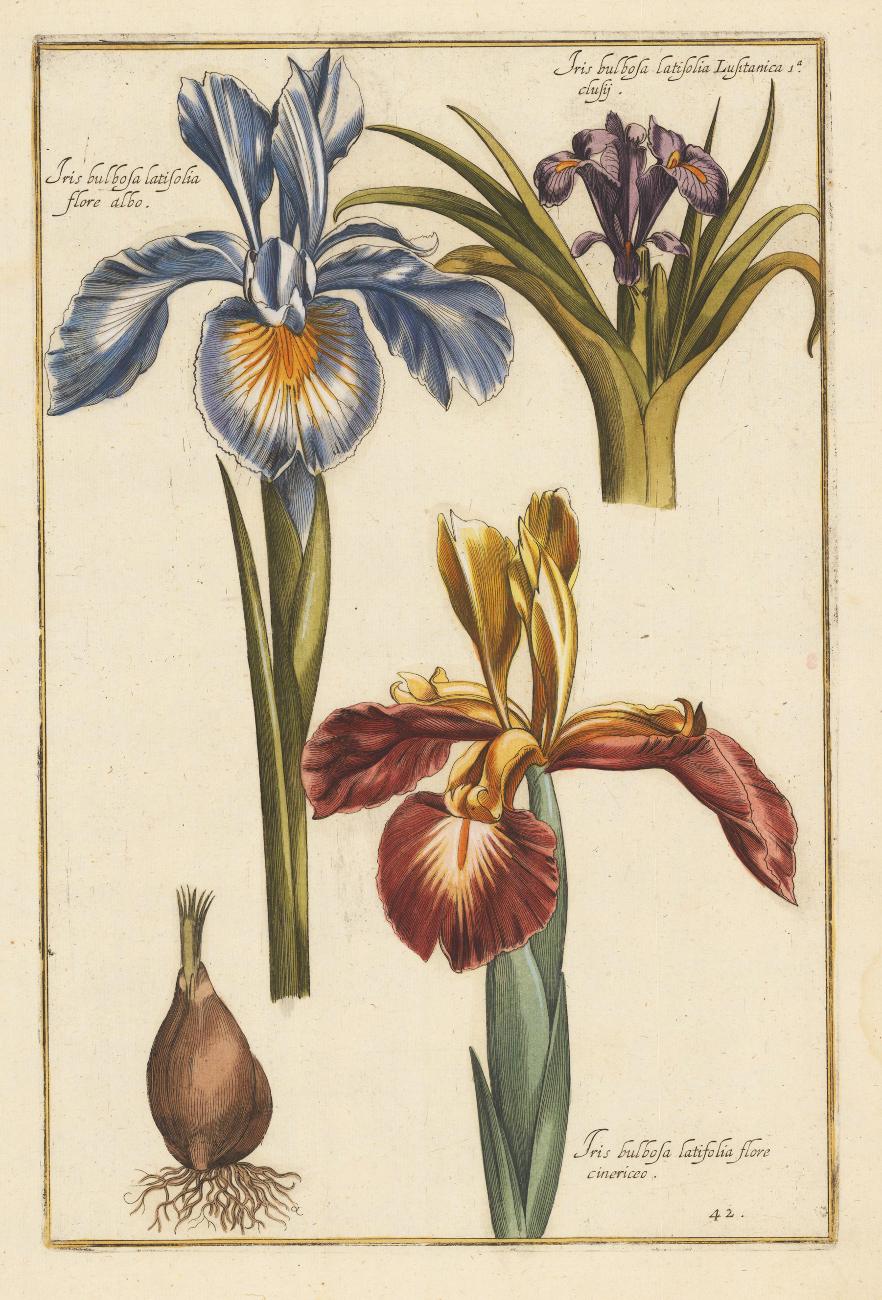 Iris bulbosa latifolia flore albo