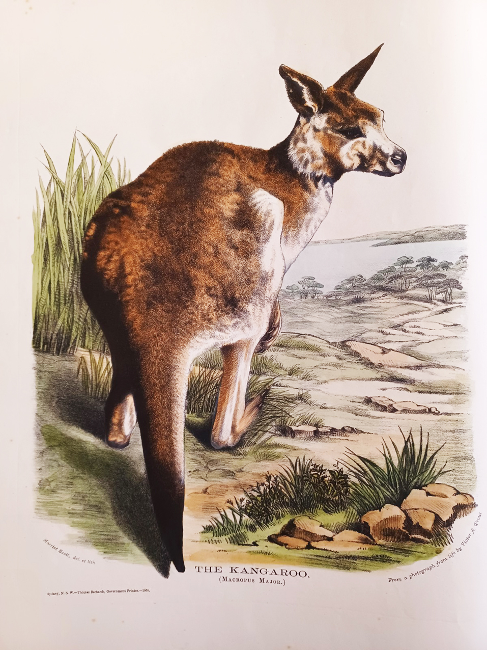 The Mammals of Australia, Illustrated by Miss Harriett Scott and Mrs. Helena Forde. For the Council of Education; with a short account of all the species hitherto described. By Gerard Krefft, F.L.S., &amp;c. Curator and secretary of the Australian Museum.