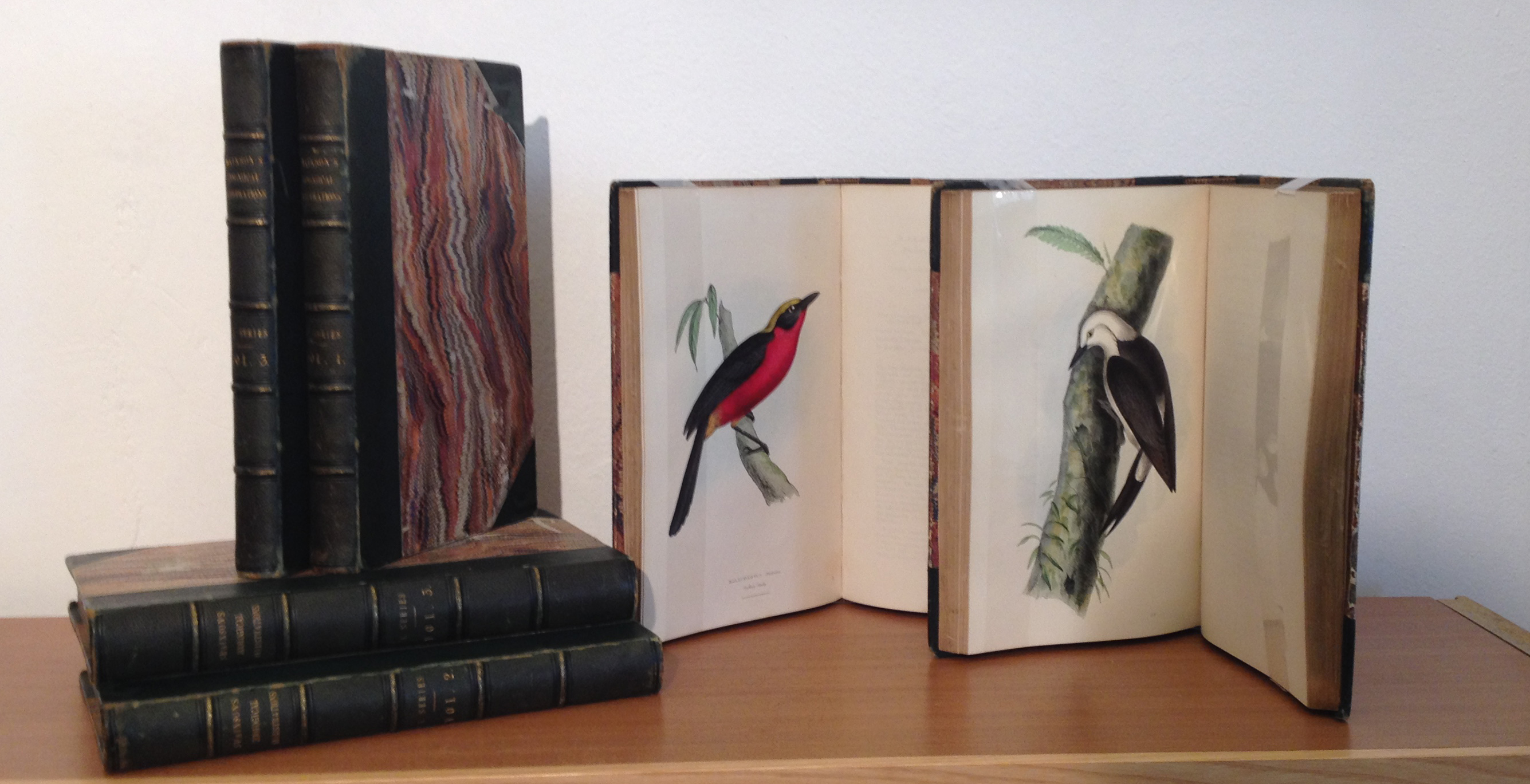 Zoological Illustrations, or original figures and descriptions of new, rare, and interesting animals, selected chiefly from the classes of Ornithology, Entomology, and Conchology, and arranged on the principles of Cuvier and other modern zoologists.